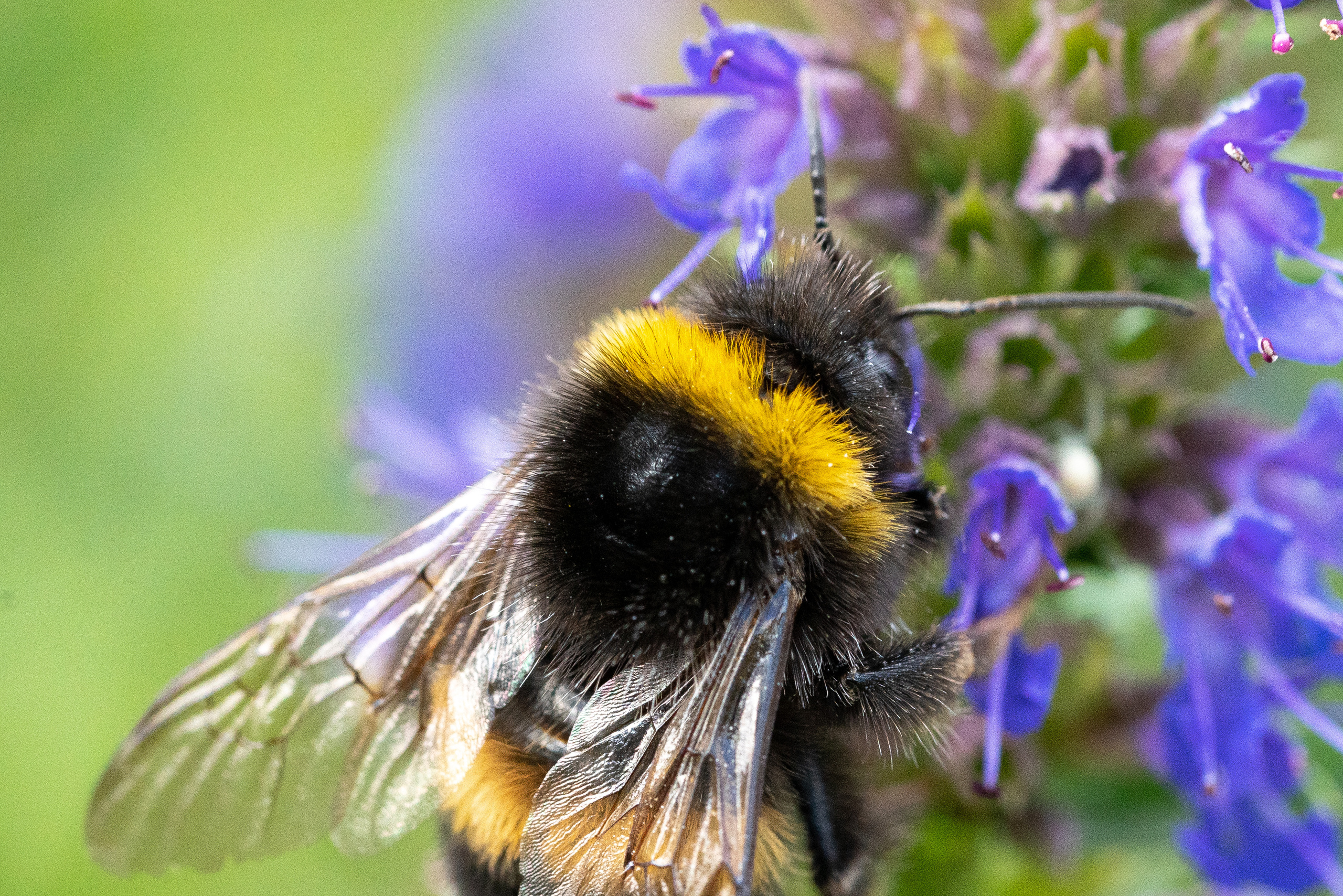МАКРО. ПОБУДЬ ЗДЕСЬ И ЦЕЛЕЕ БУДЕТ ЭТОТ МИР