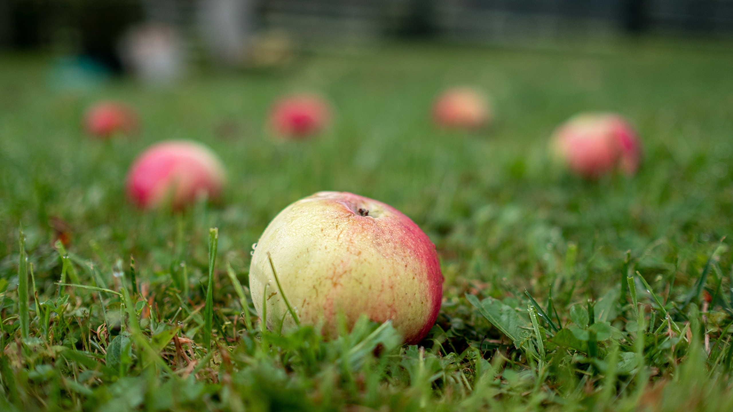 Дача. ПОБУДЬ ЗДЕСЬ И ЦЕЛЕЕ БУДЕТ ЭТОТ МИР
