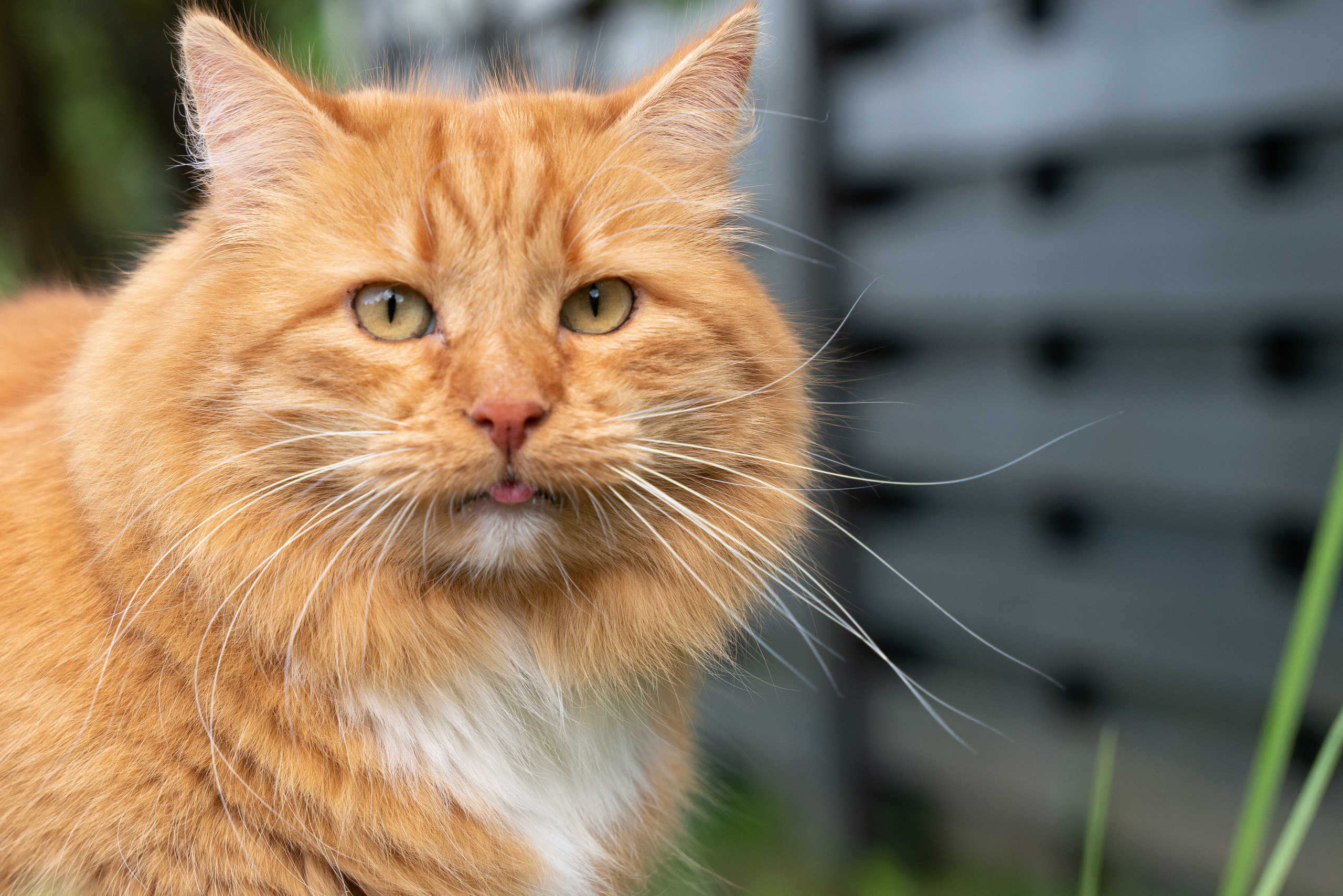 Животные. ПОБУДЬ ЗДЕСЬ И ЦЕЛЕЕ БУДЕТ ЭТОТ МИР