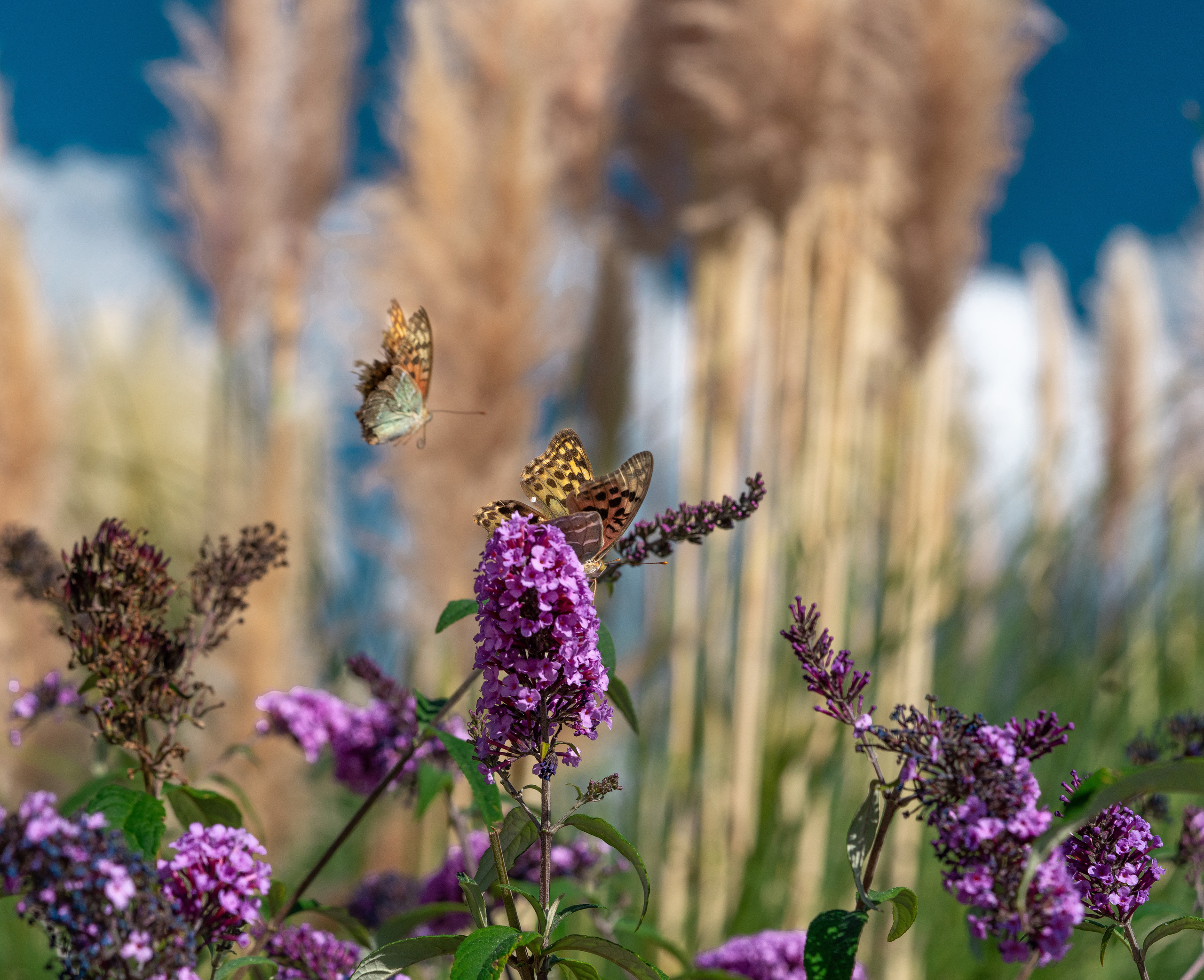 МАКРО. ПОБУДЬ ЗДЕСЬ И ЦЕЛЕЕ БУДЕТ ЭТОТ МИР