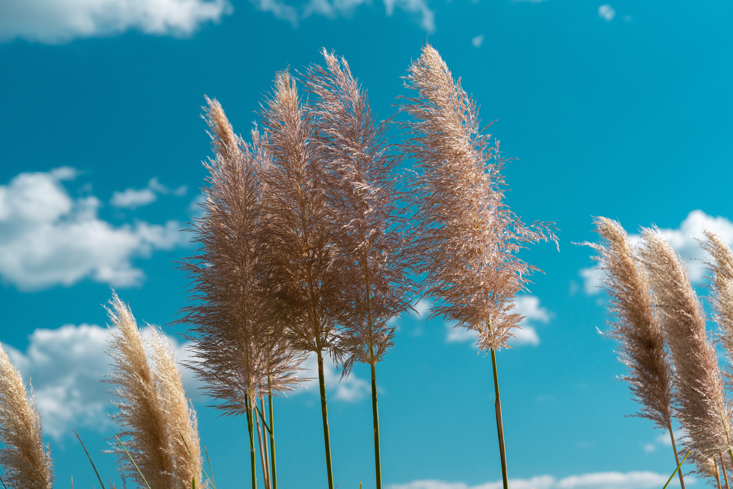 Святой Влас. ПОБУДЬ ЗДЕСЬ И ЦЕЛЕЕ БУДЕТ ЭТОТ МИР