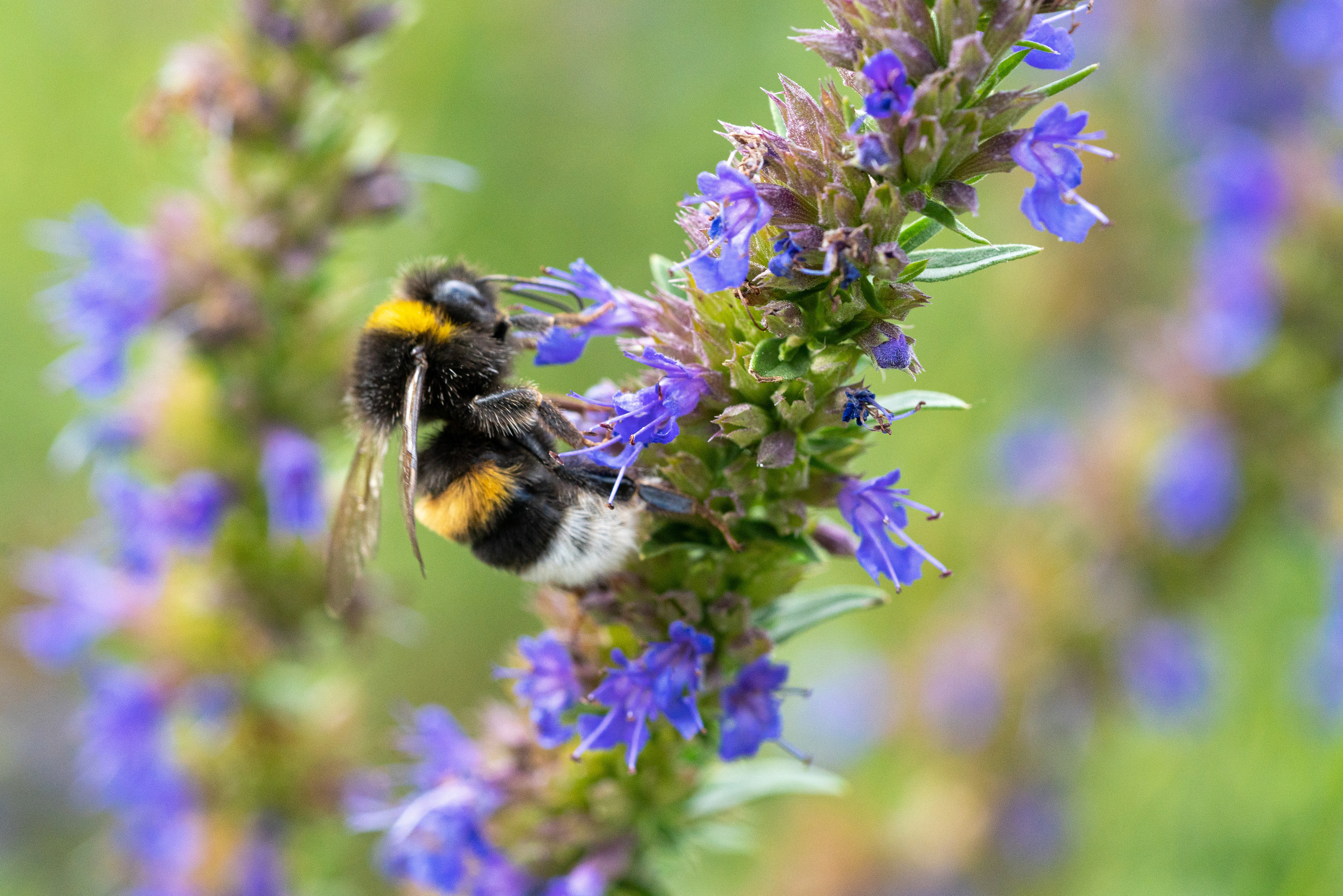 МАКРО. ПОБУДЬ ЗДЕСЬ И ЦЕЛЕЕ БУДЕТ ЭТОТ МИР
