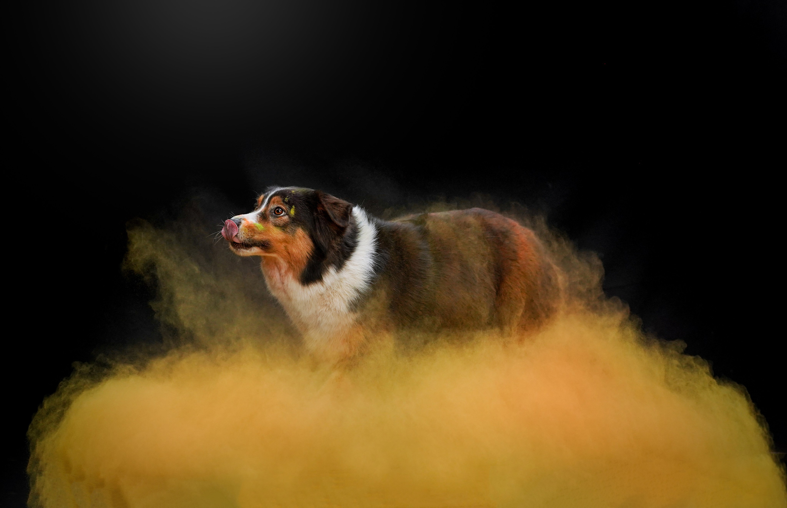 Съемка с красками холли. Фотограф-анималист в Санкт-Петербурге Яна Мартынова