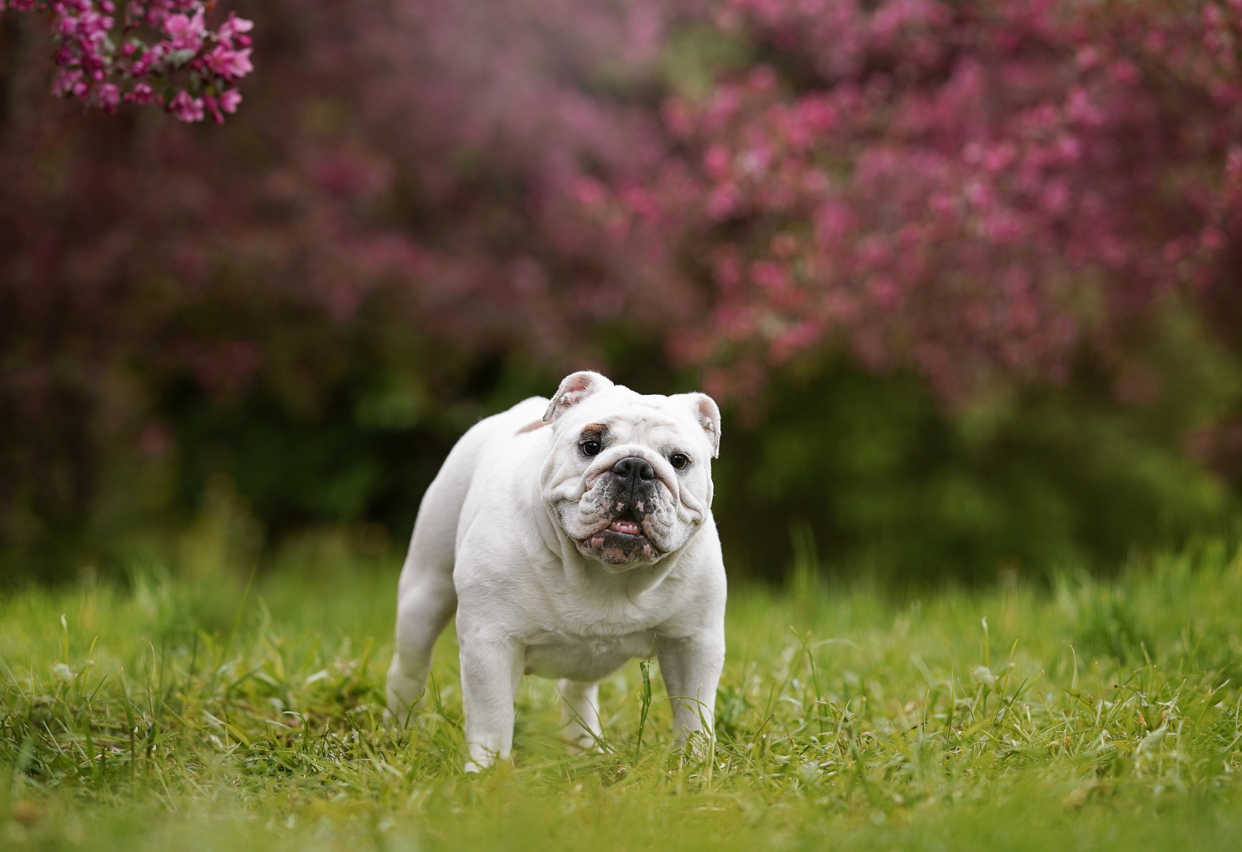 Фасолька в саду. Фотограф-анималист в Санкт-Петербурге Яна Мартынова