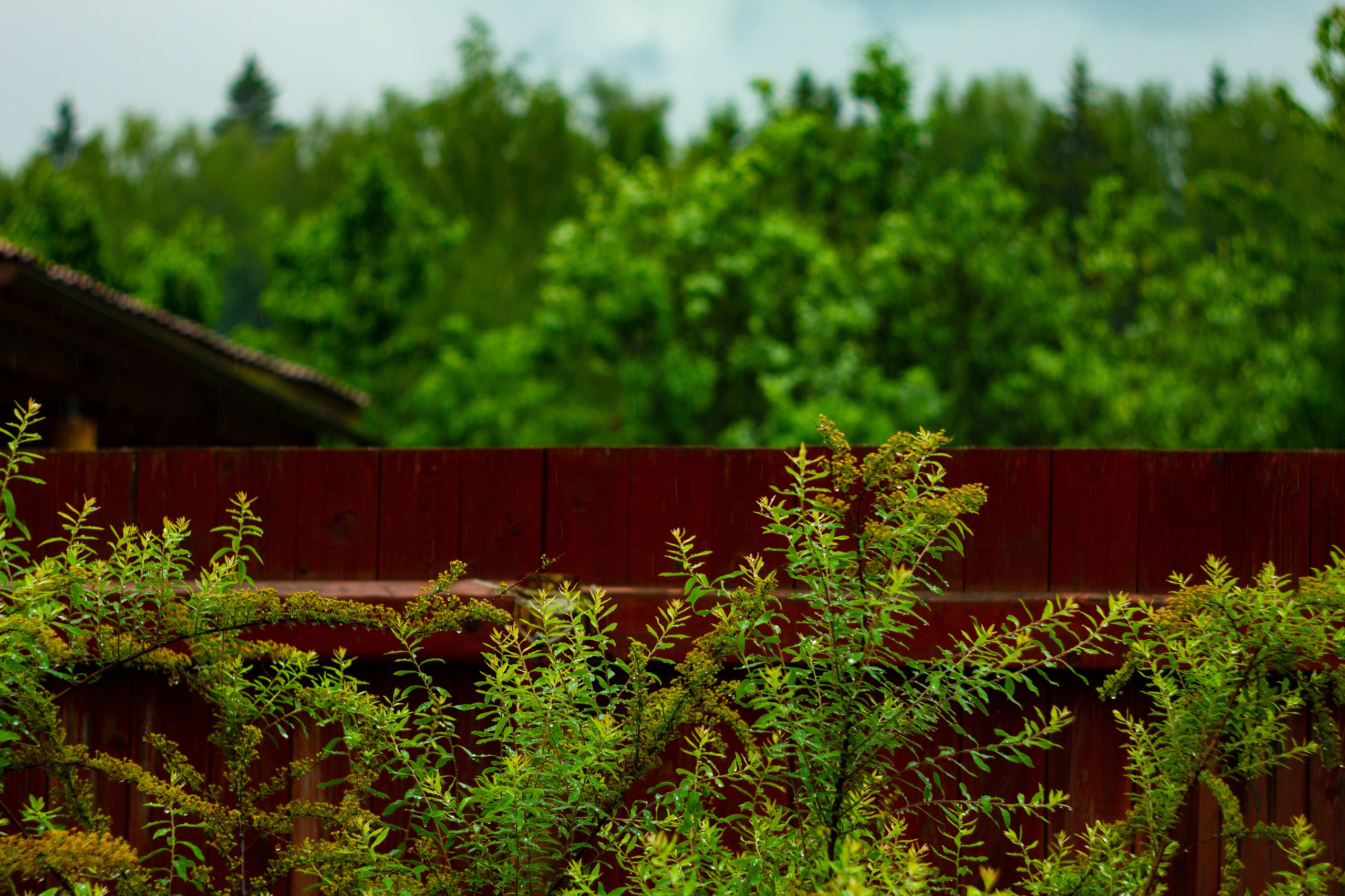 Dacha vibes. Папка кадров 📁