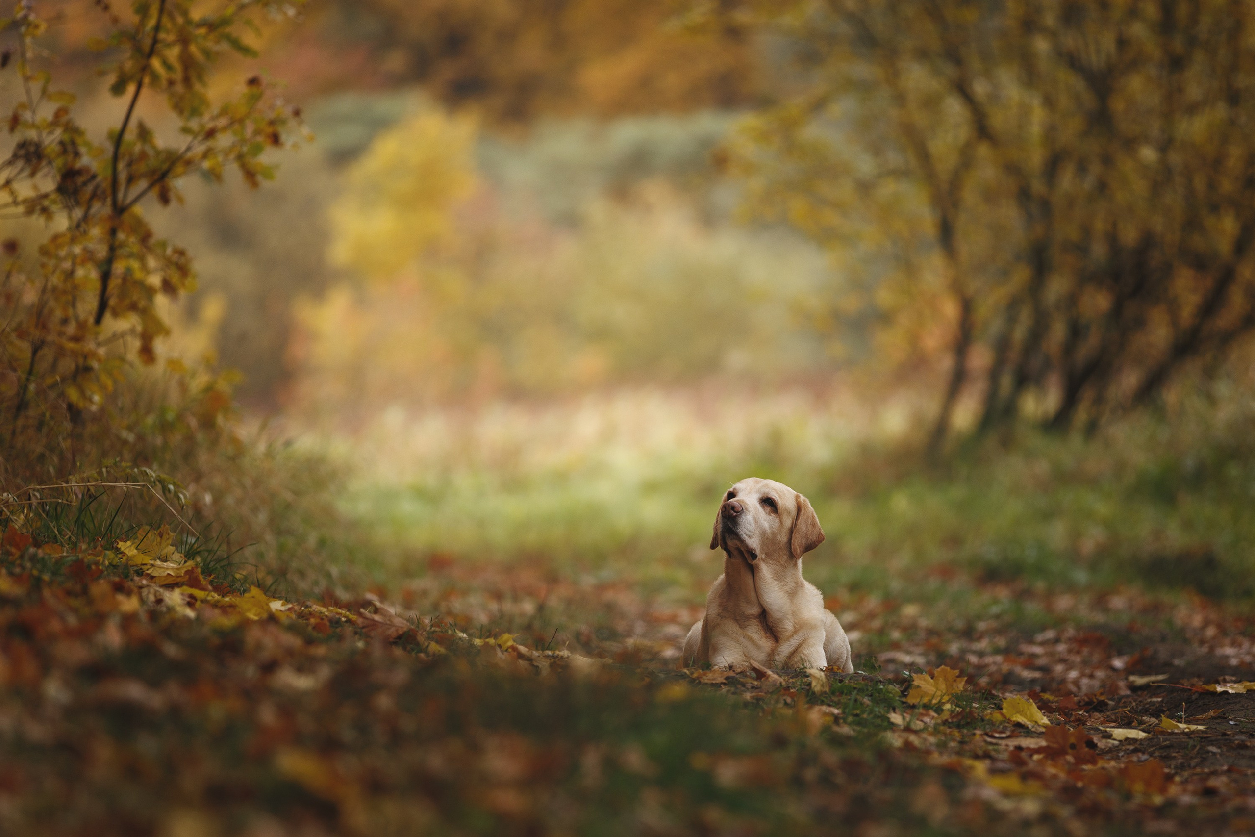 На природе и в городе. Фотограф-анималист в Калуге Мария Шерскова