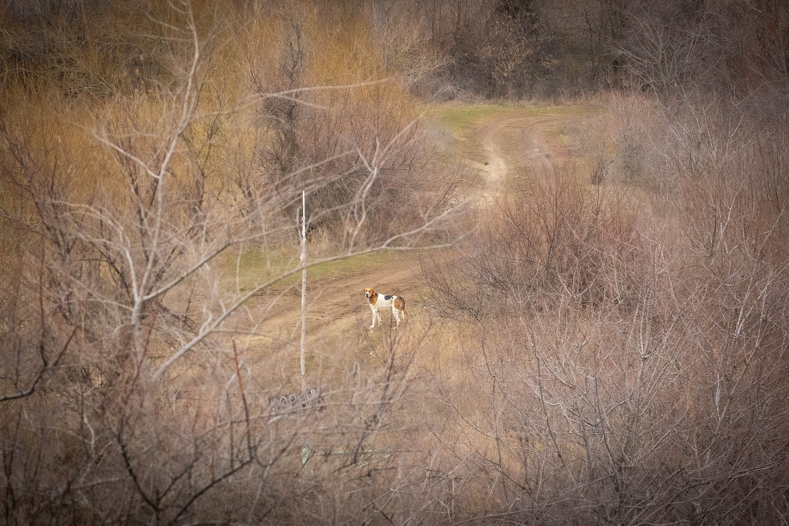 Дикий животный мир. Фотограф-АниМалист Анна Абрамова