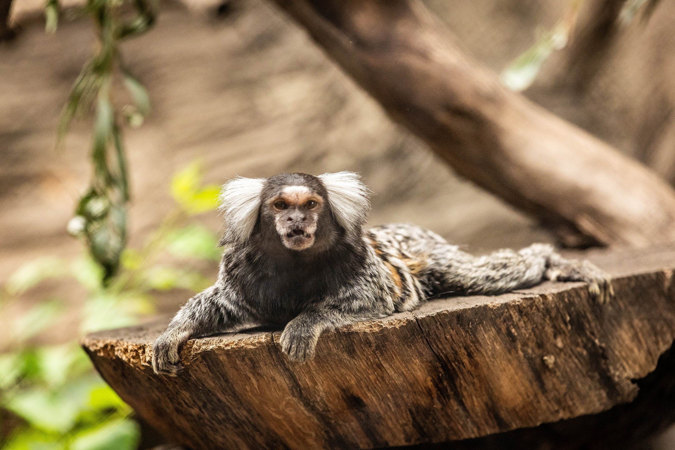 Зоопарк Малинки. Фотограф-АниМалист Анна Абрамова