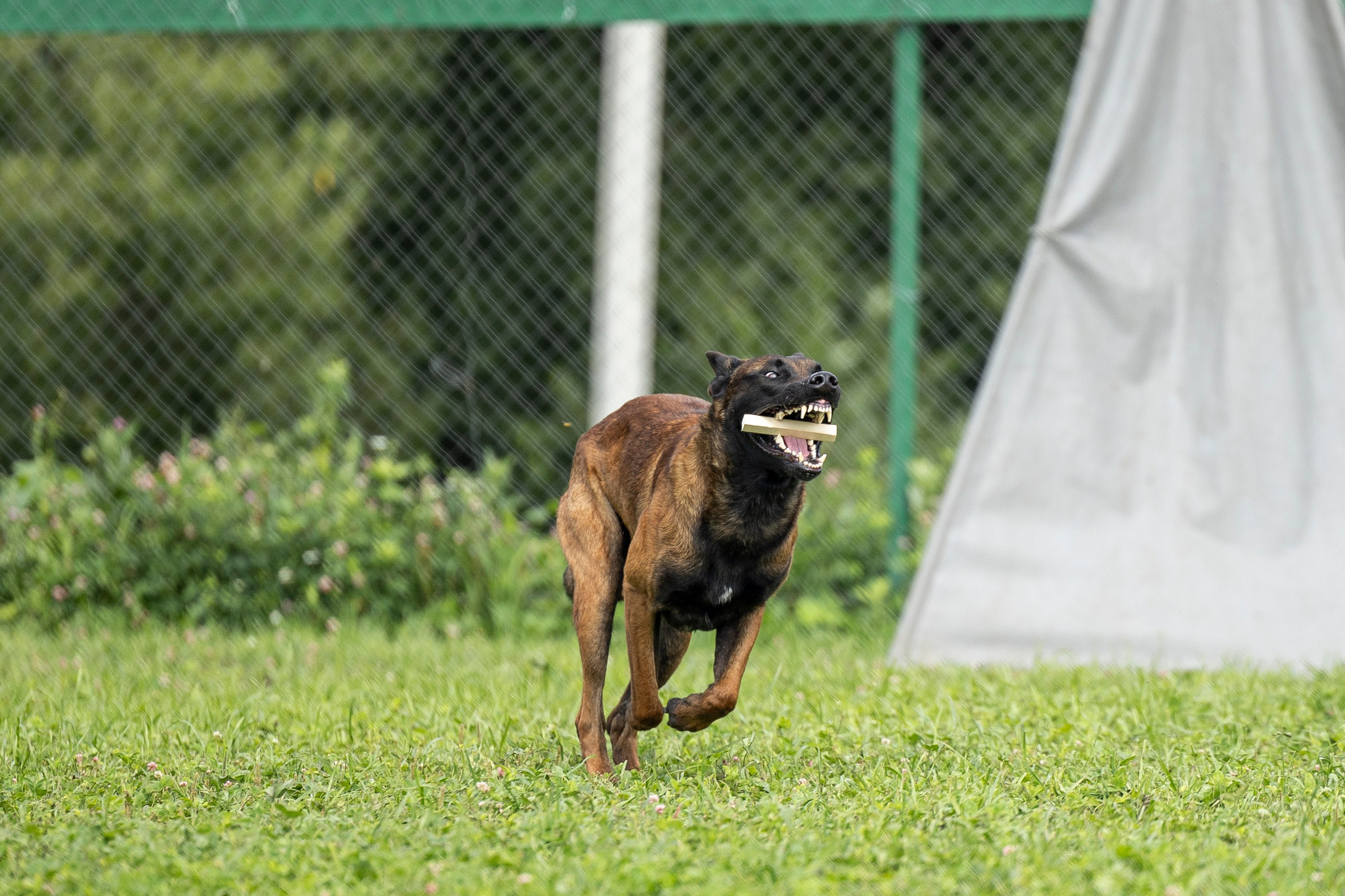 Соревнования по Мондьорингу г. Вологда 10-11.08.2024. Фотограф-анималист Анна Маринич