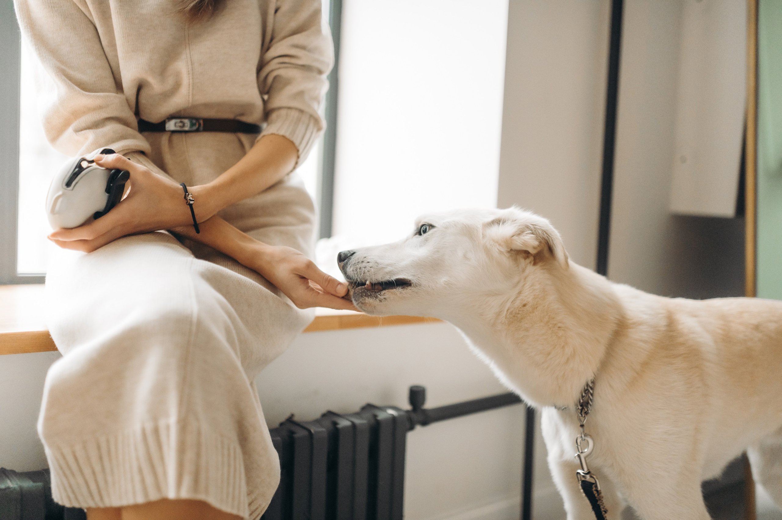 Анималистика. Главная