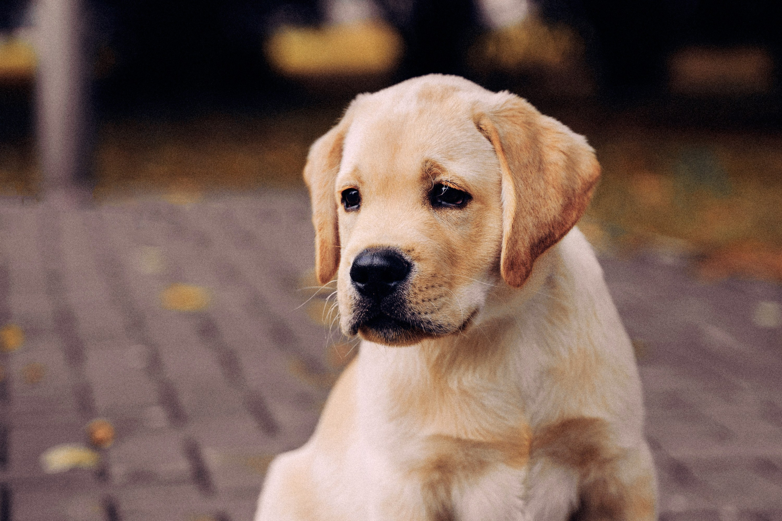 Золотой малыш. Фотограф-анималист, портретный фотограф в Чебоксарах Мария Садыкова