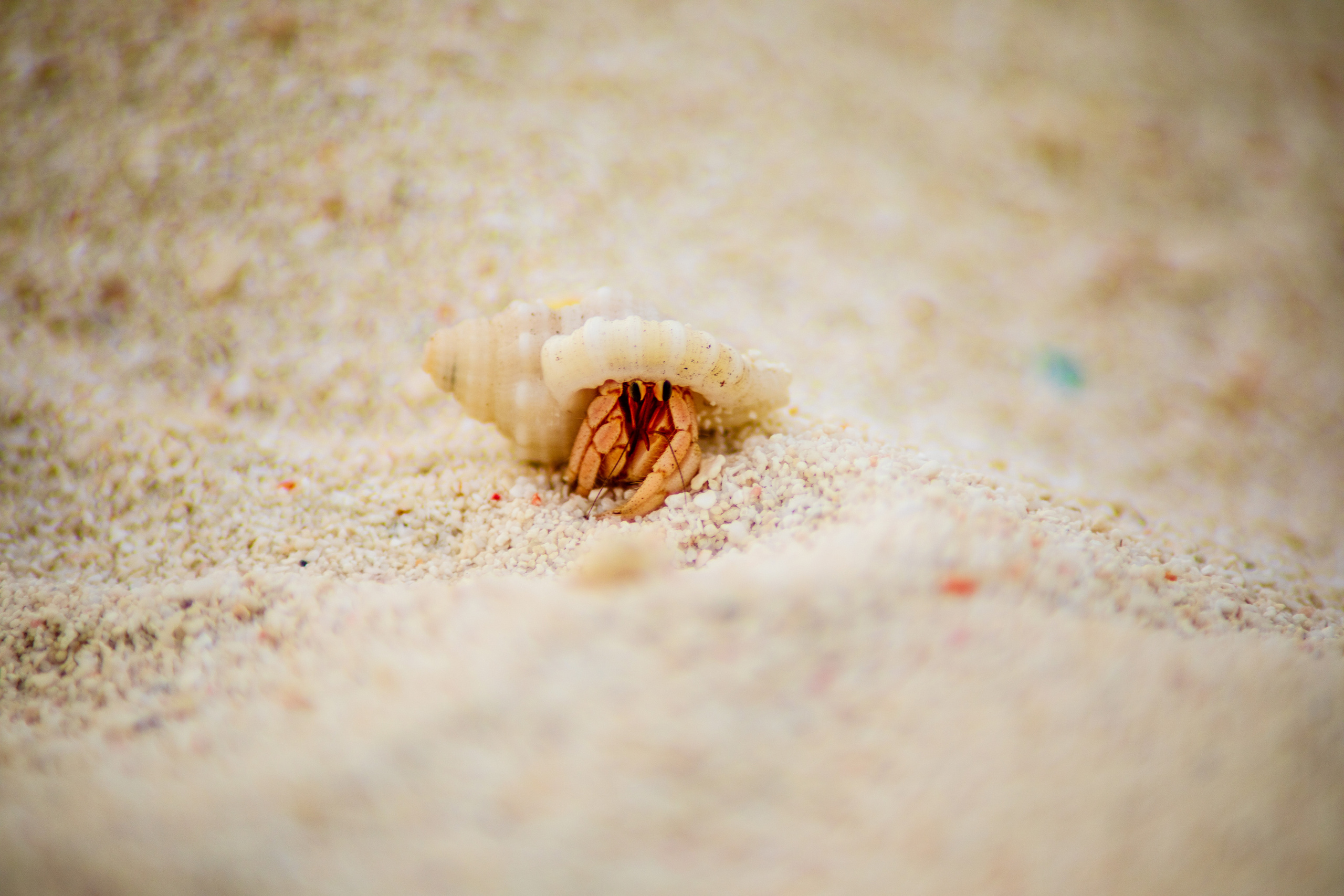 Мальдивы февраль/2020. Фотограф-видеограф для женщин в Черногории Резник Марина