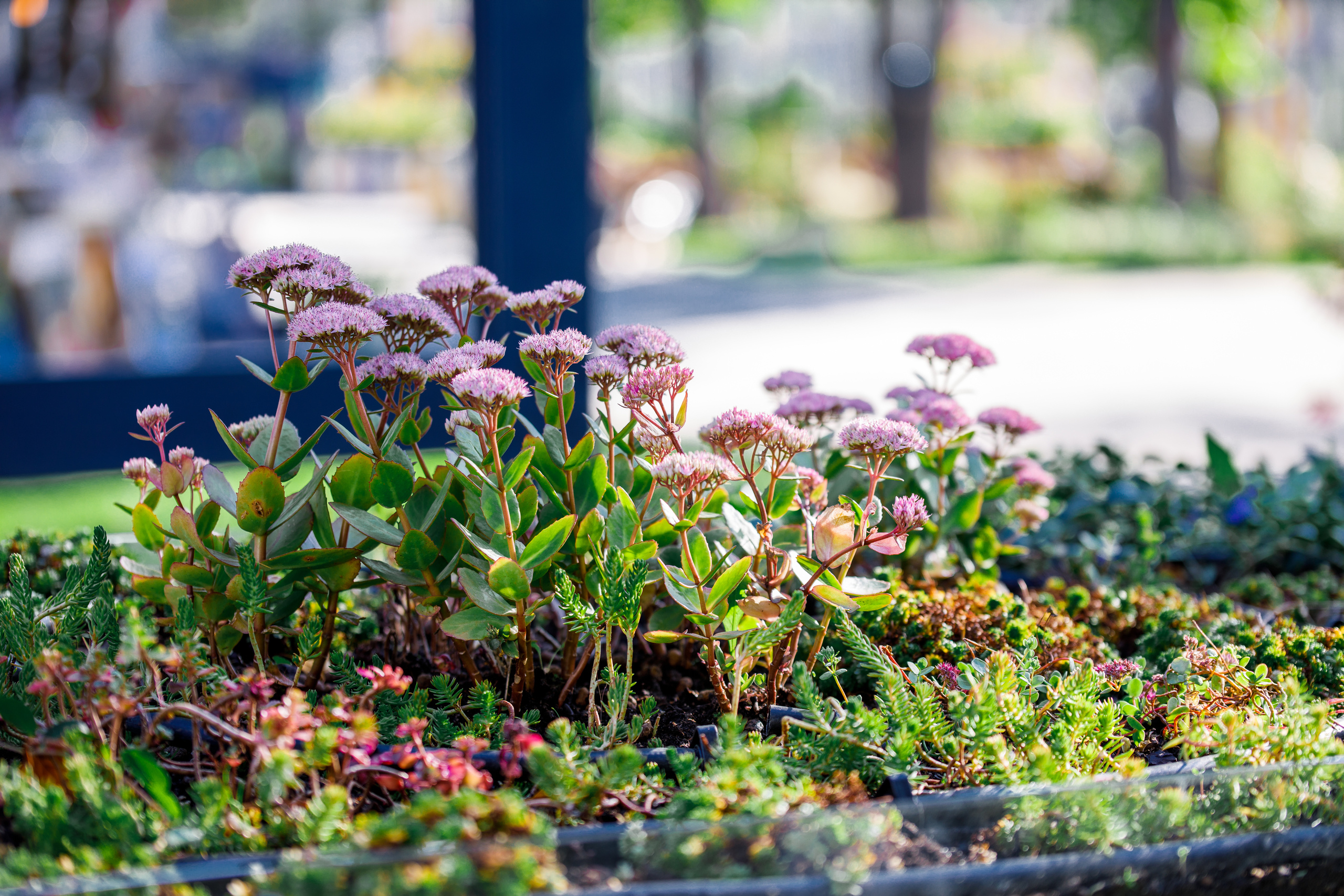 Сад дождя | Фестиваль «Люди и сады». Репортажный фотограф Семён Борисов | Москва