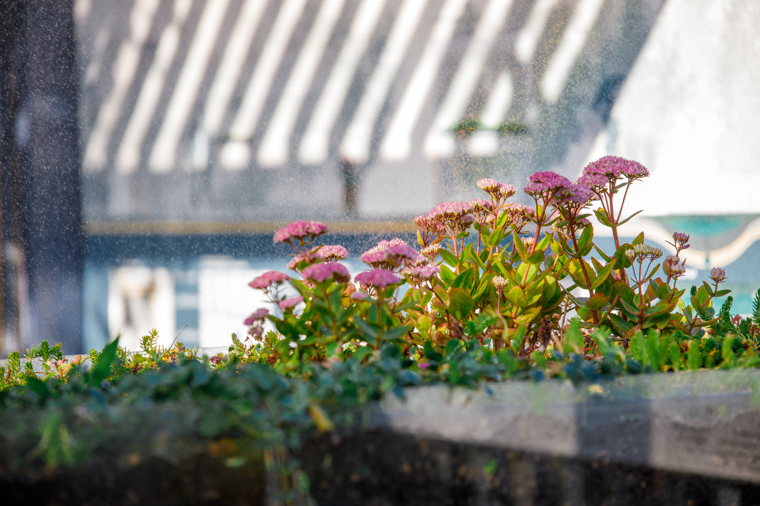 Сад дождя | Фестиваль «Люди и сады». Репортажный фотограф Семён Борисов | Москва