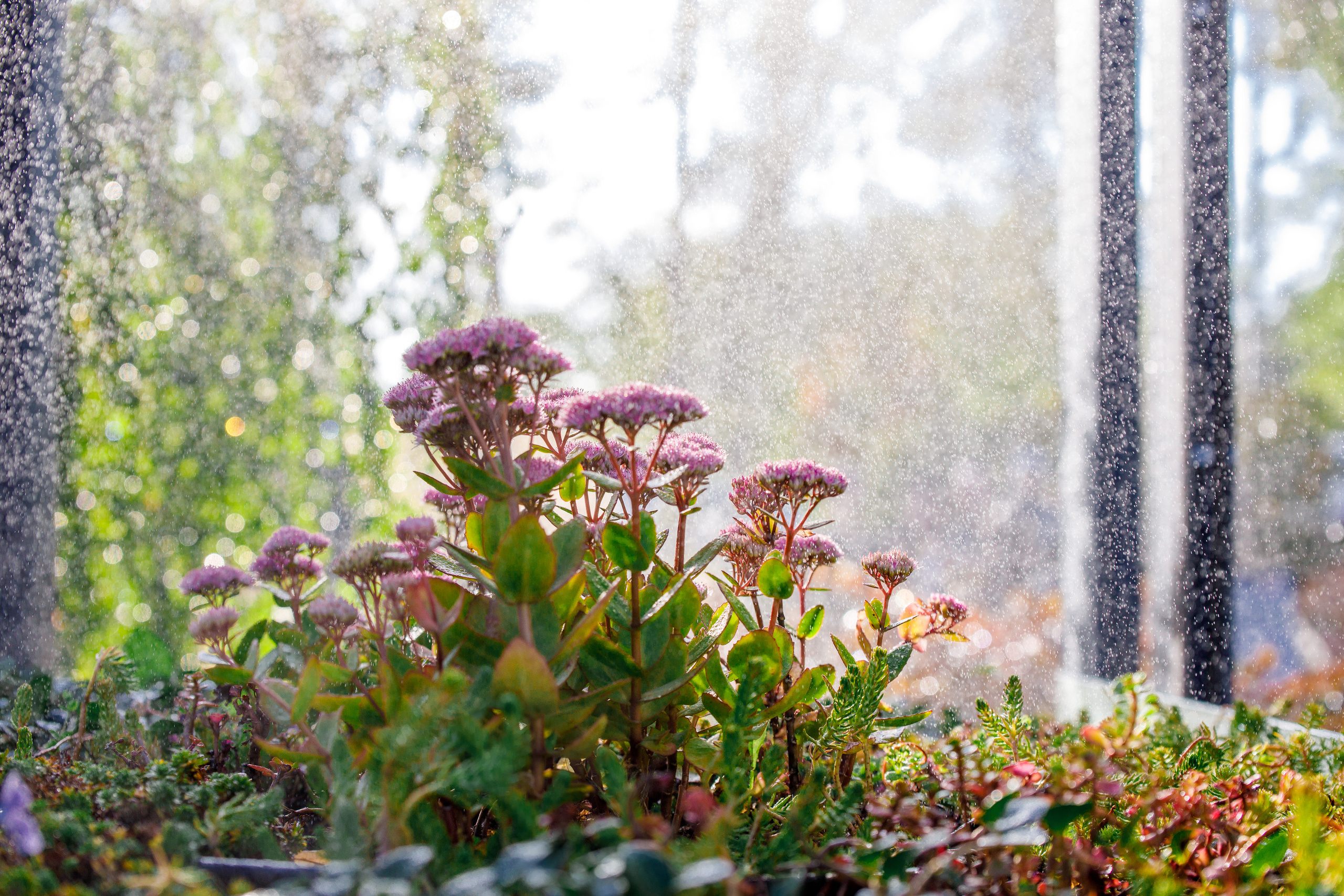 Сад дождя | Фестиваль «Люди и сады». Репортажный фотограф Семён Борисов | Москва