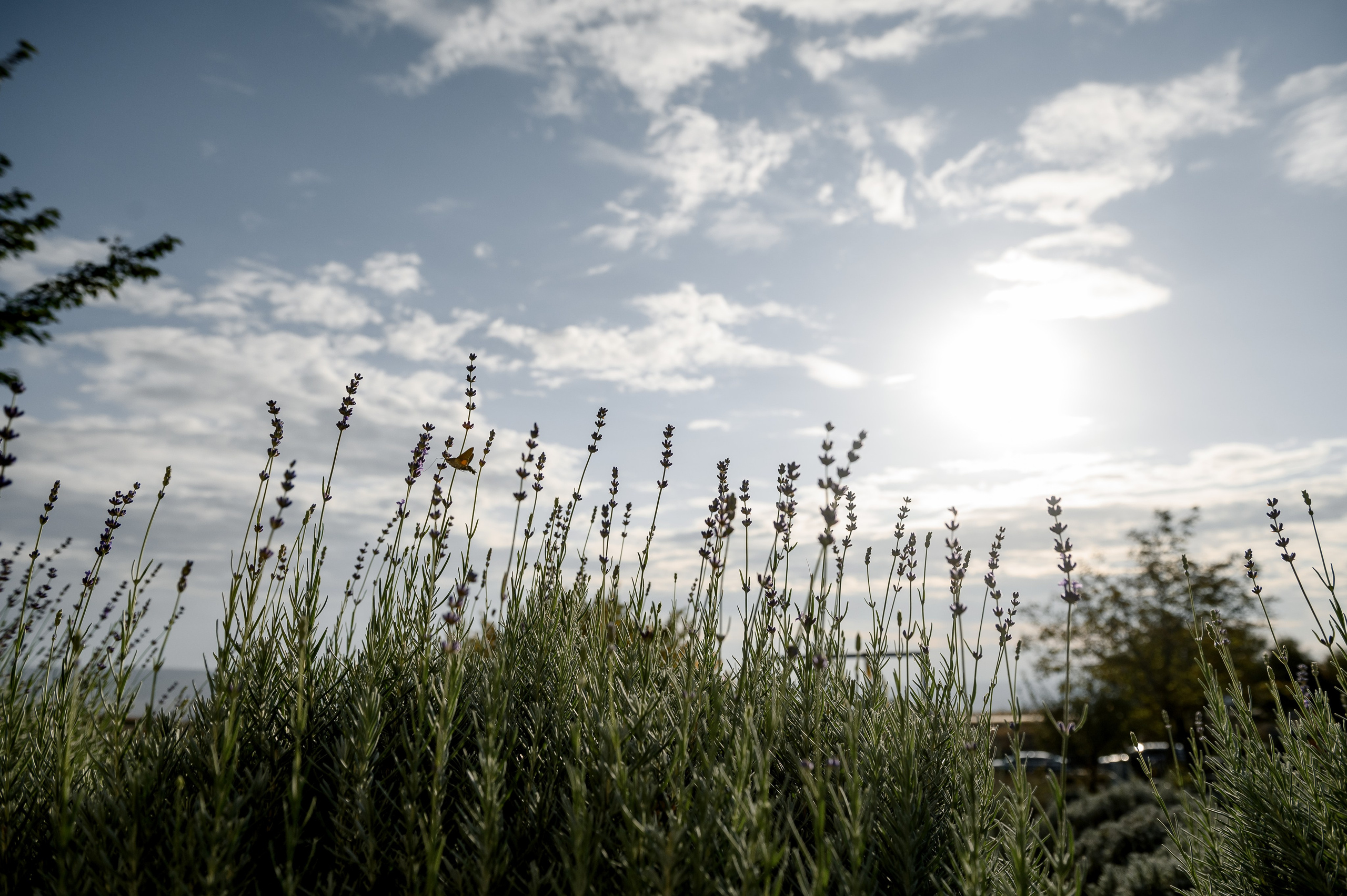 День рождение Екатерины. Свадебный и семейный фотограф в Ставрополе Роман Иванов