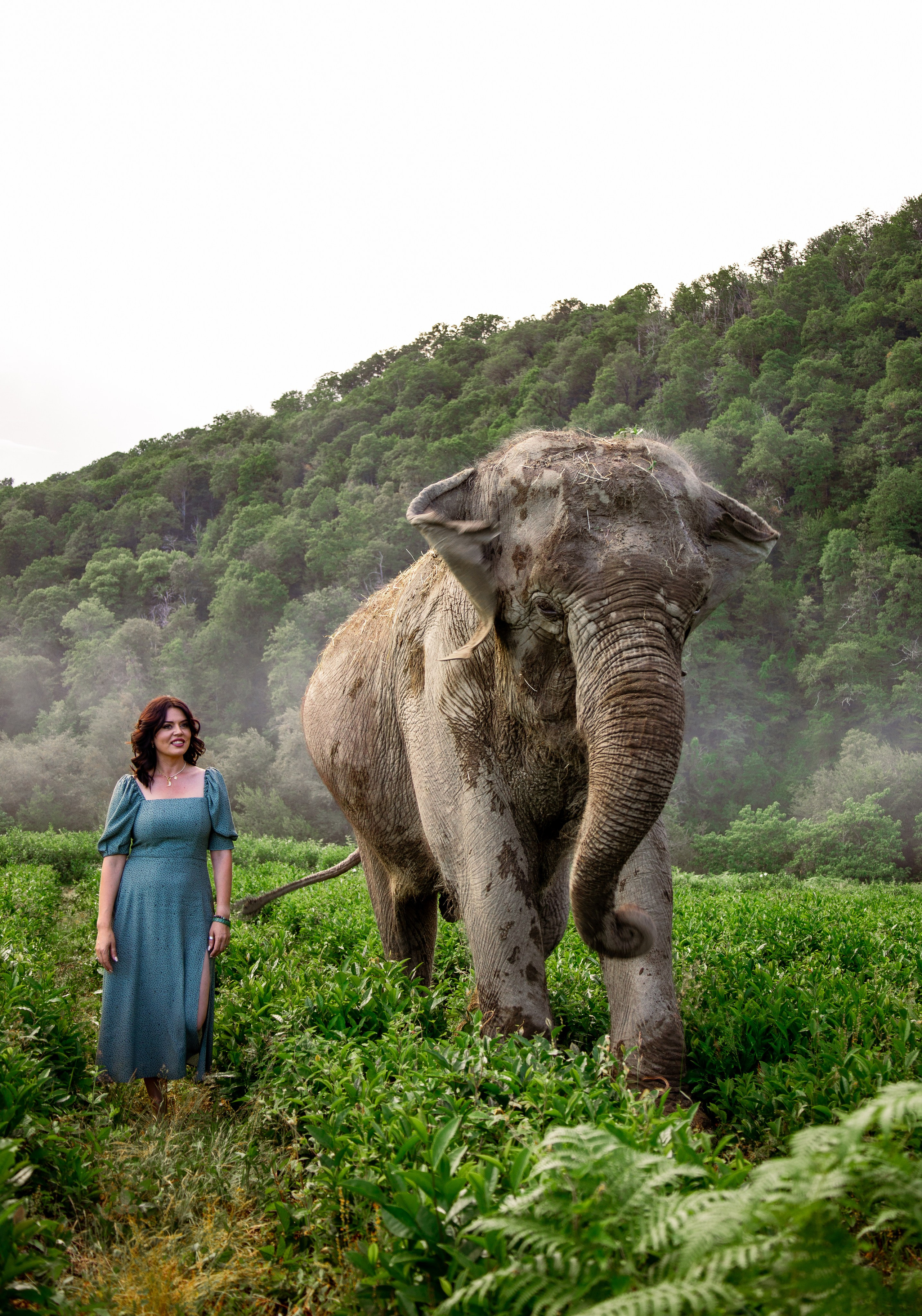 Слоны. Семейный и Свадебный фотограф в Сочи