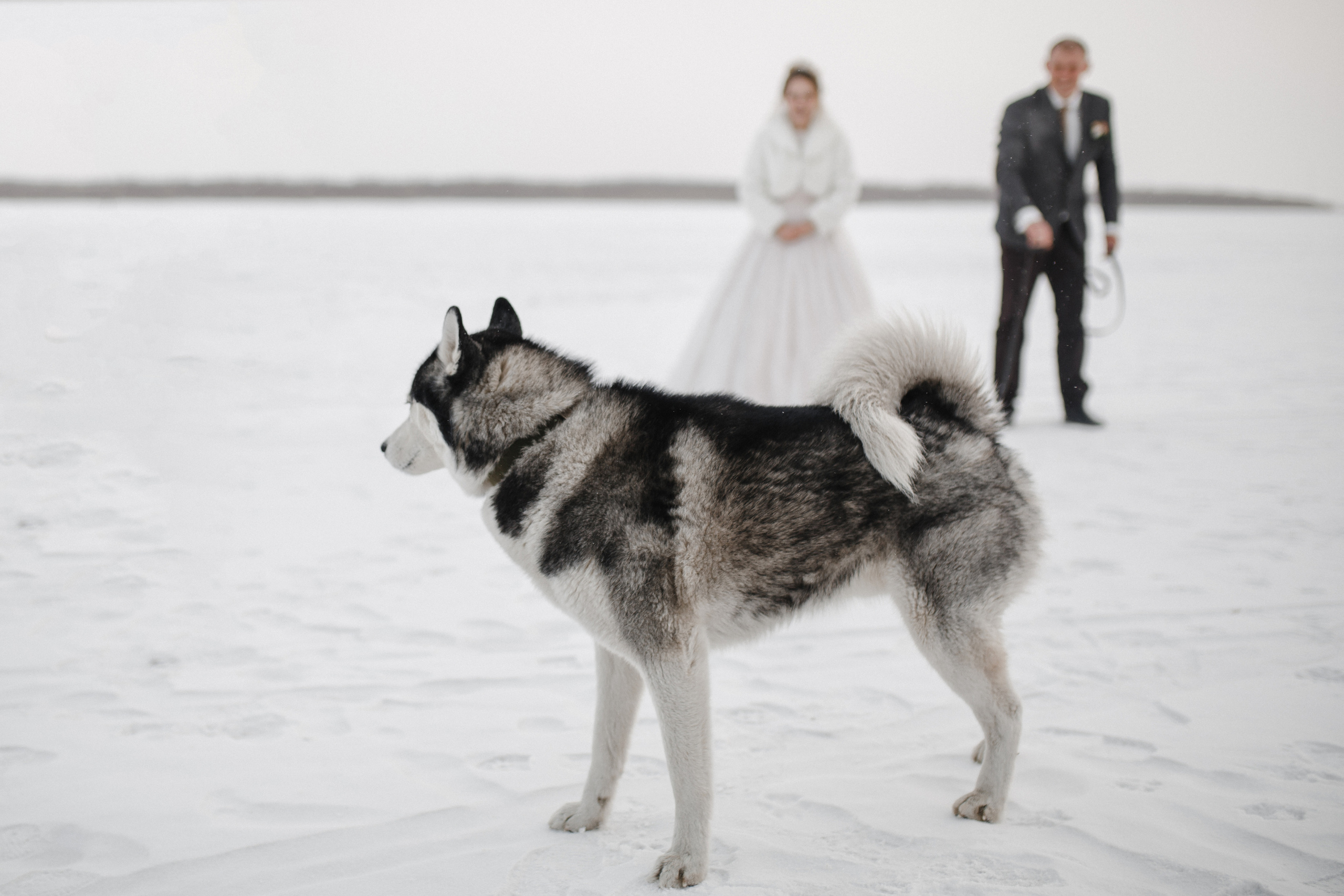 Алина&Андрей. Фотограф в Новосибирске Ася Зверева