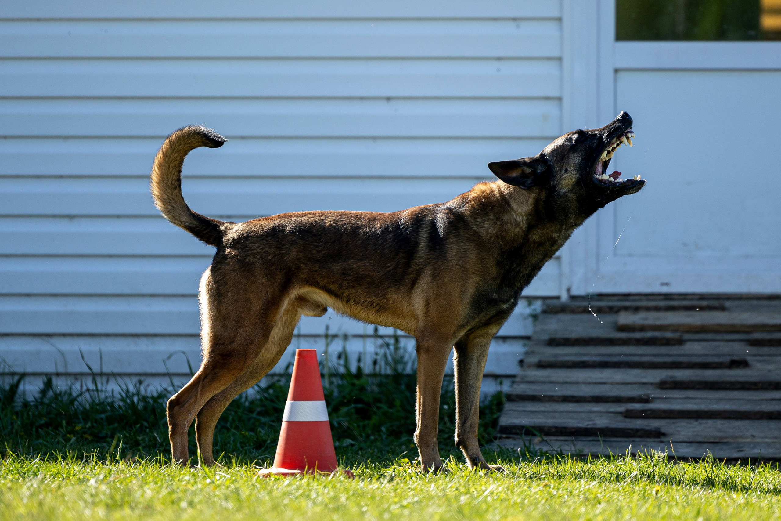 Испытания по мондьорингу в Нижнем Новгороде. Фотограф-анималист Анна Маринич