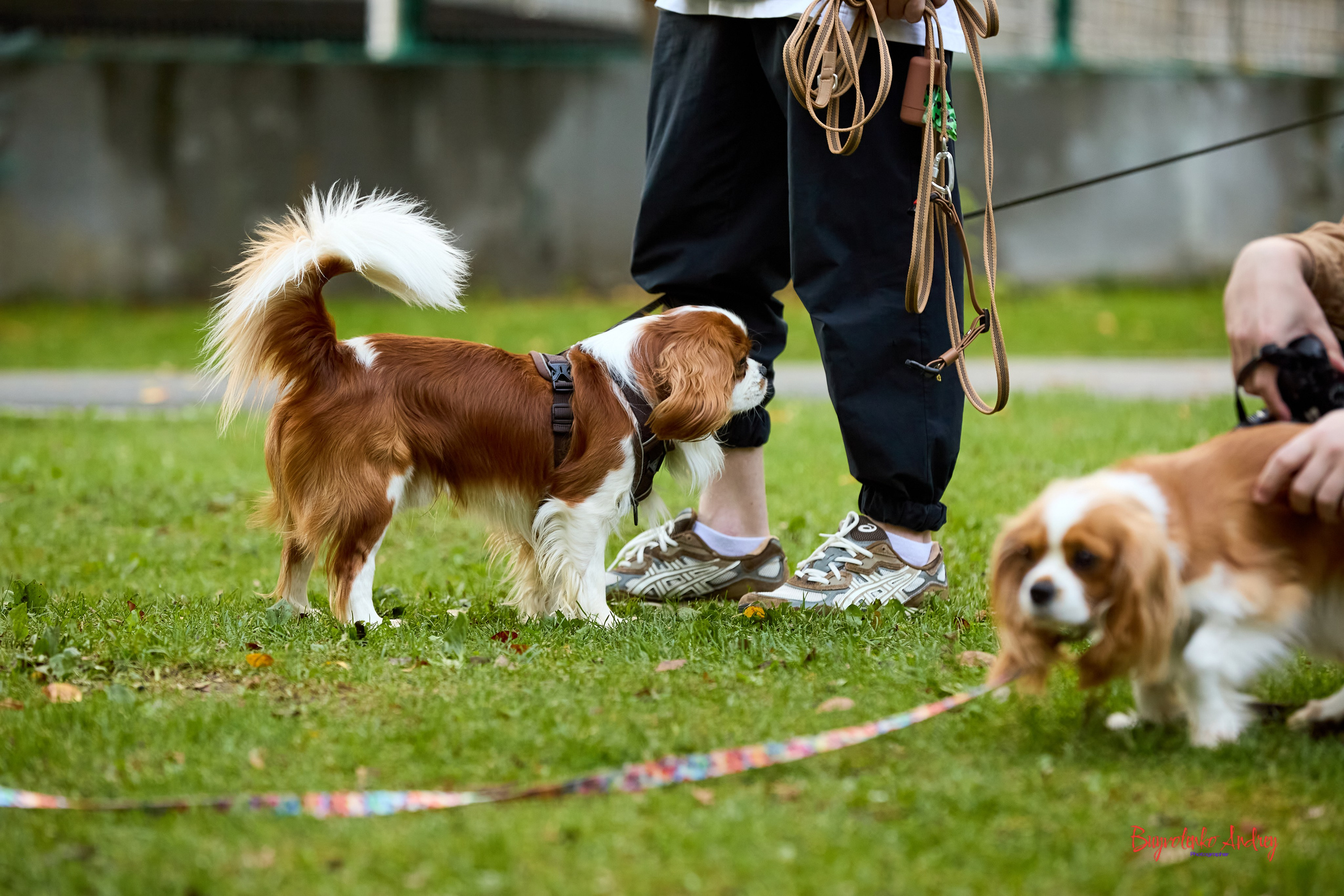 Фотопрогулка с кавалерами. Buyvolenko Andrey