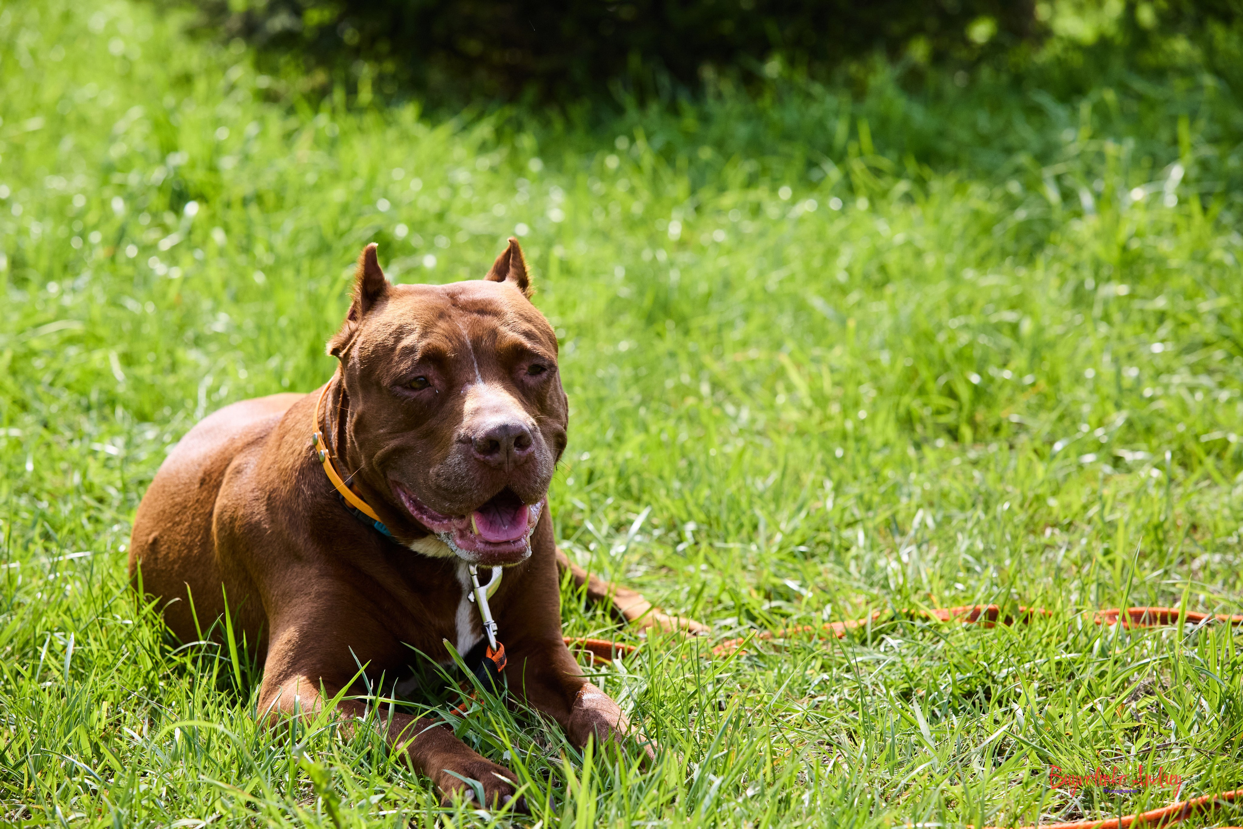 Проект фотопрогулка с хвостиком. Buyvolenko Andrey