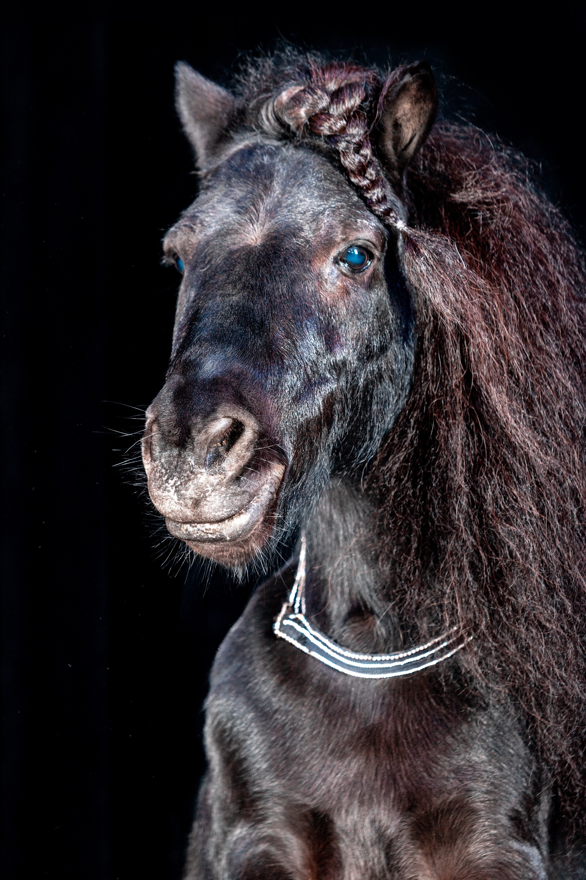 SHUSTOVI/ANIMALS. Sveta GOSHTAUTAS фотограф Пермь