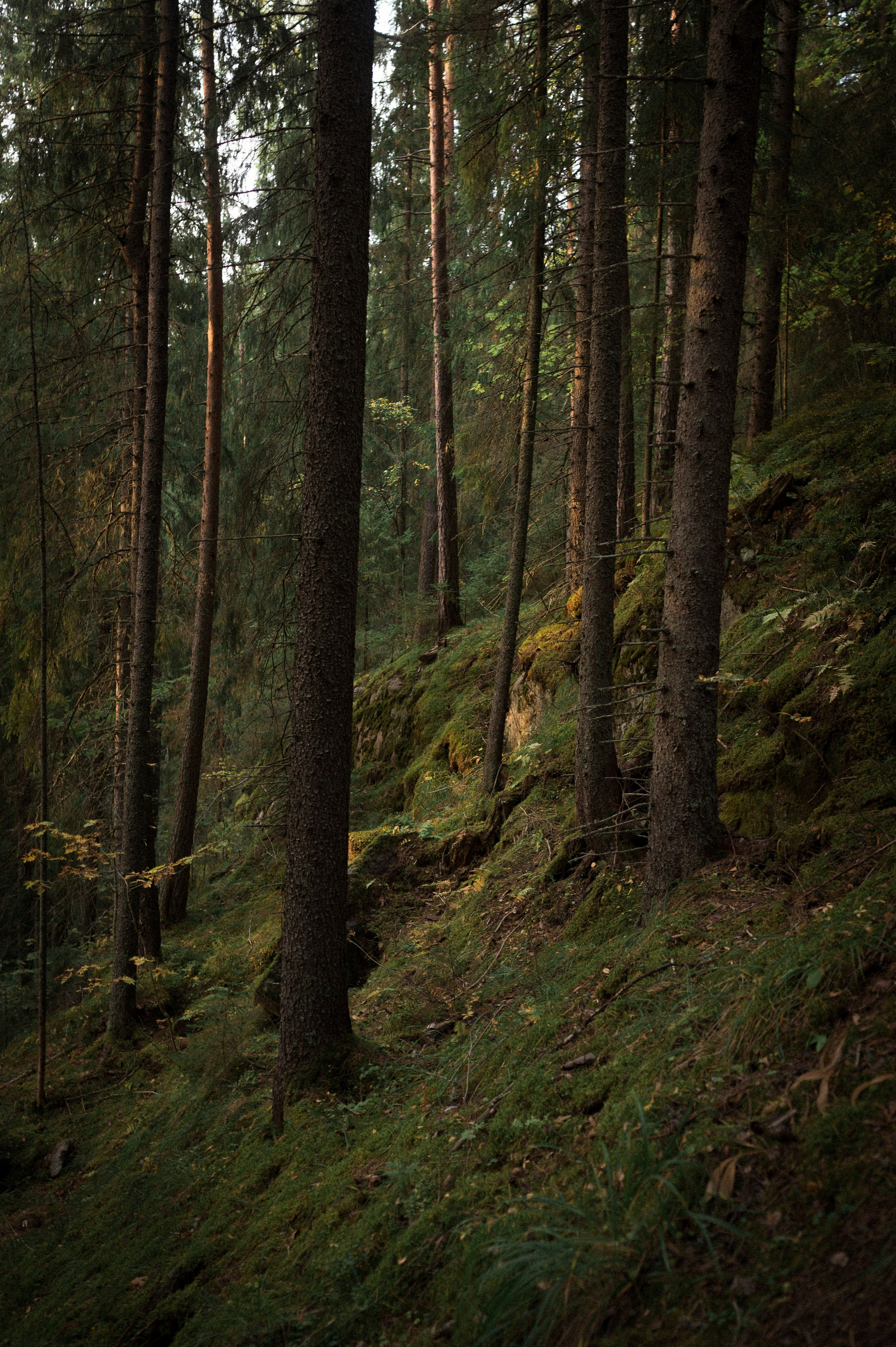 North 2024. Kartascheff