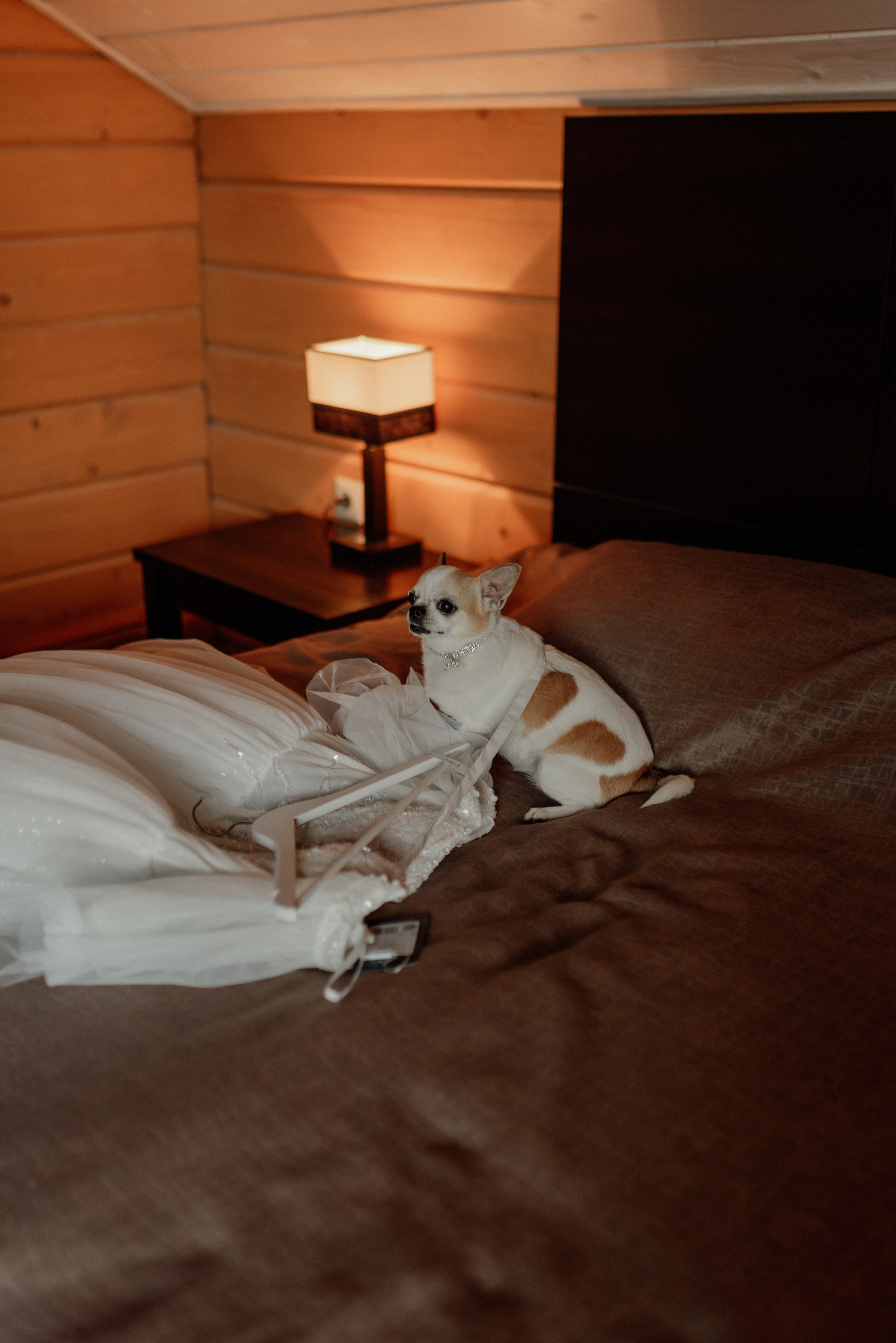 Степан и Анастасия. Свадебный и Семейный фотограф в Ярославле Алёна Колясникова