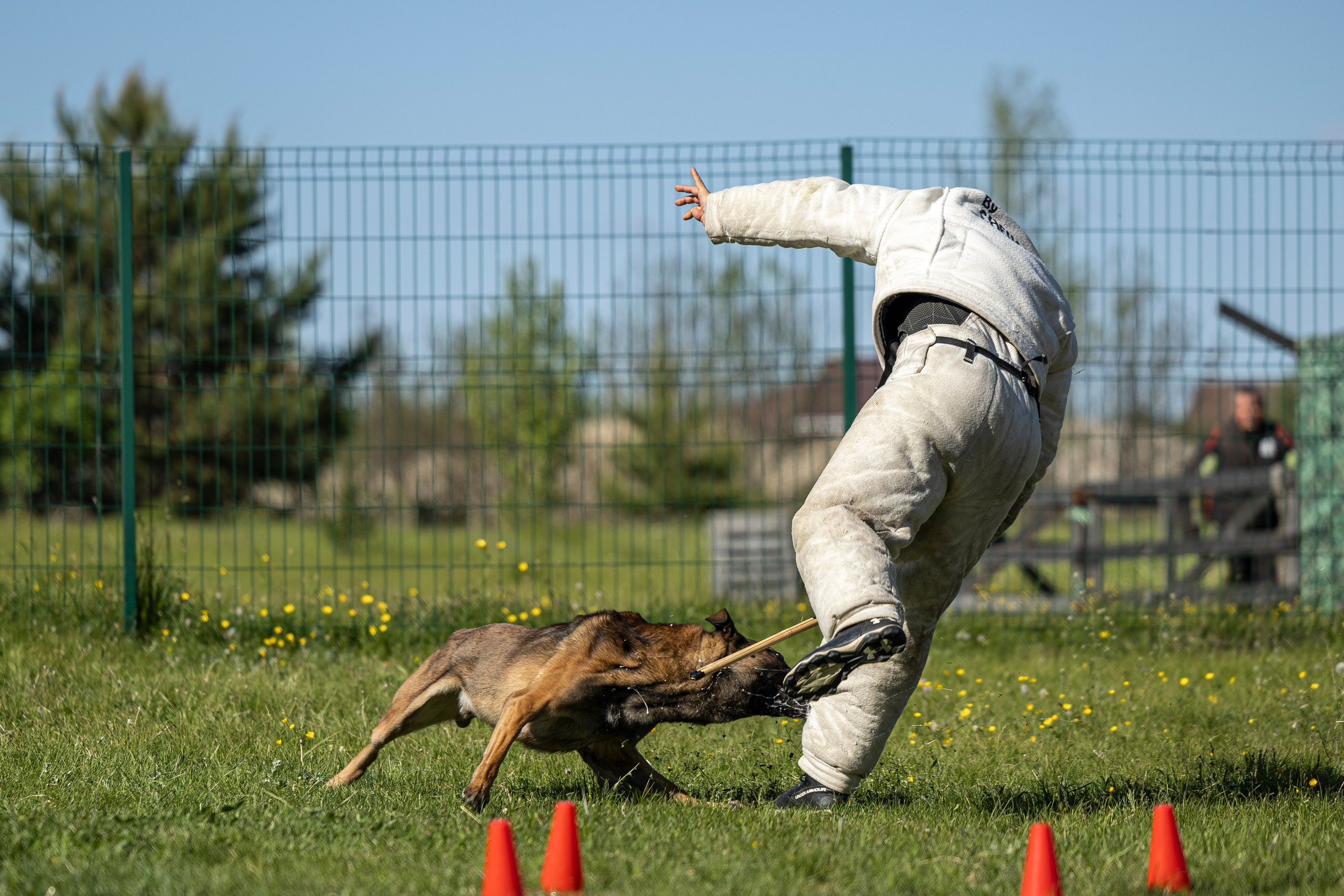 Испытания по мондьорингу в Нижнем Новгороде. Фотограф-анималист Анна Маринич