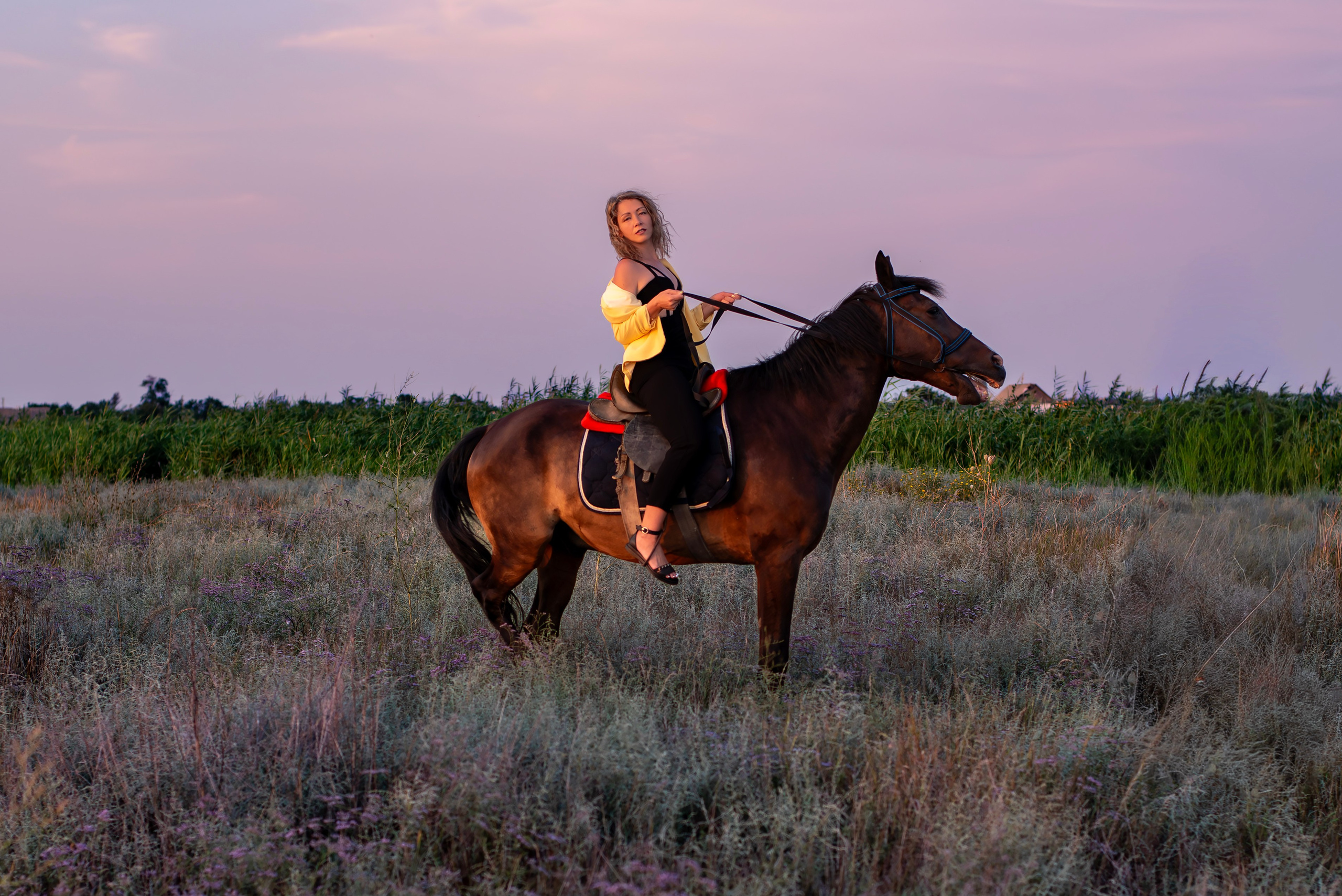 Леди и лошадь. Главная