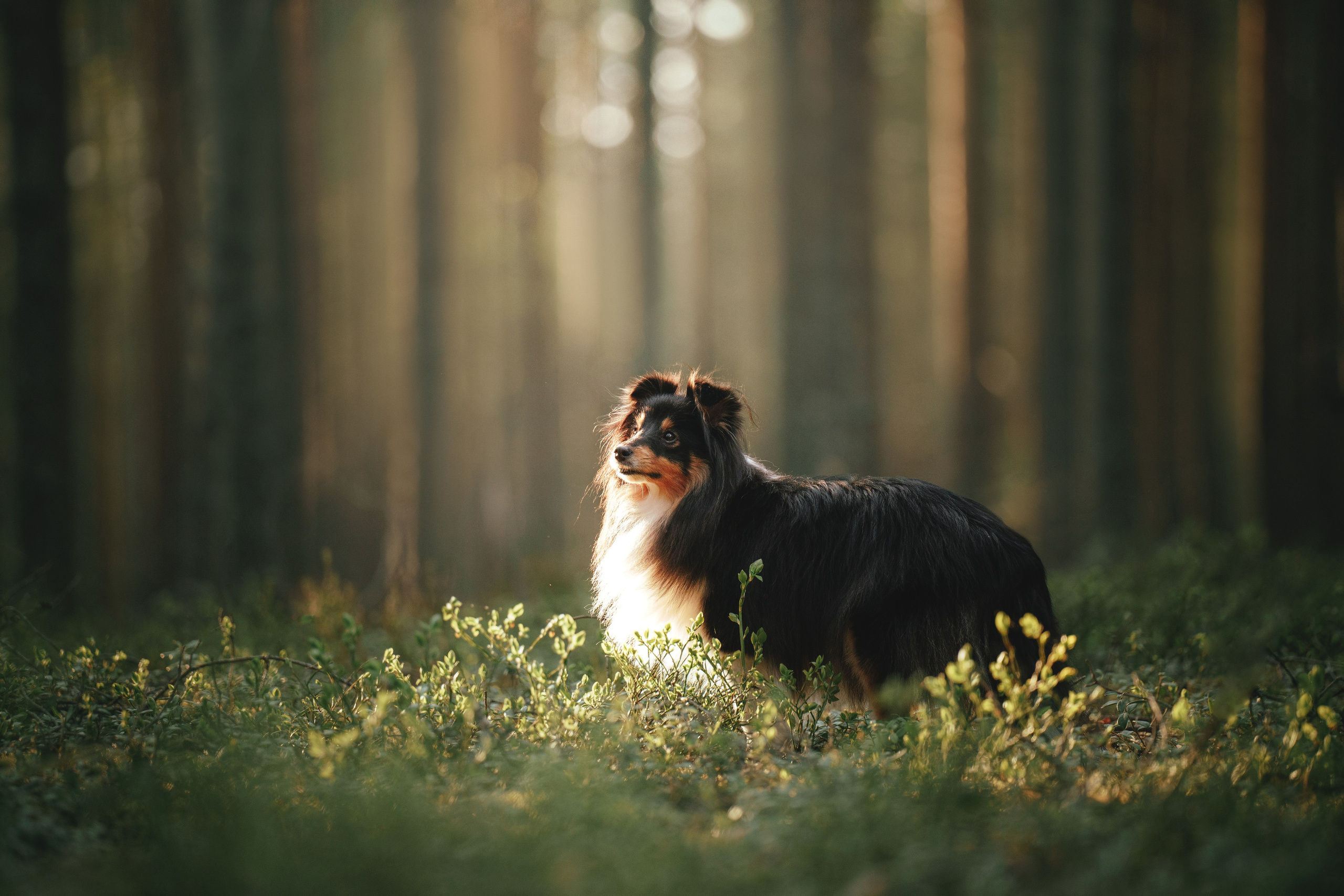 Мила и Лейла. Фотограф анималист Осипчикова Мария
