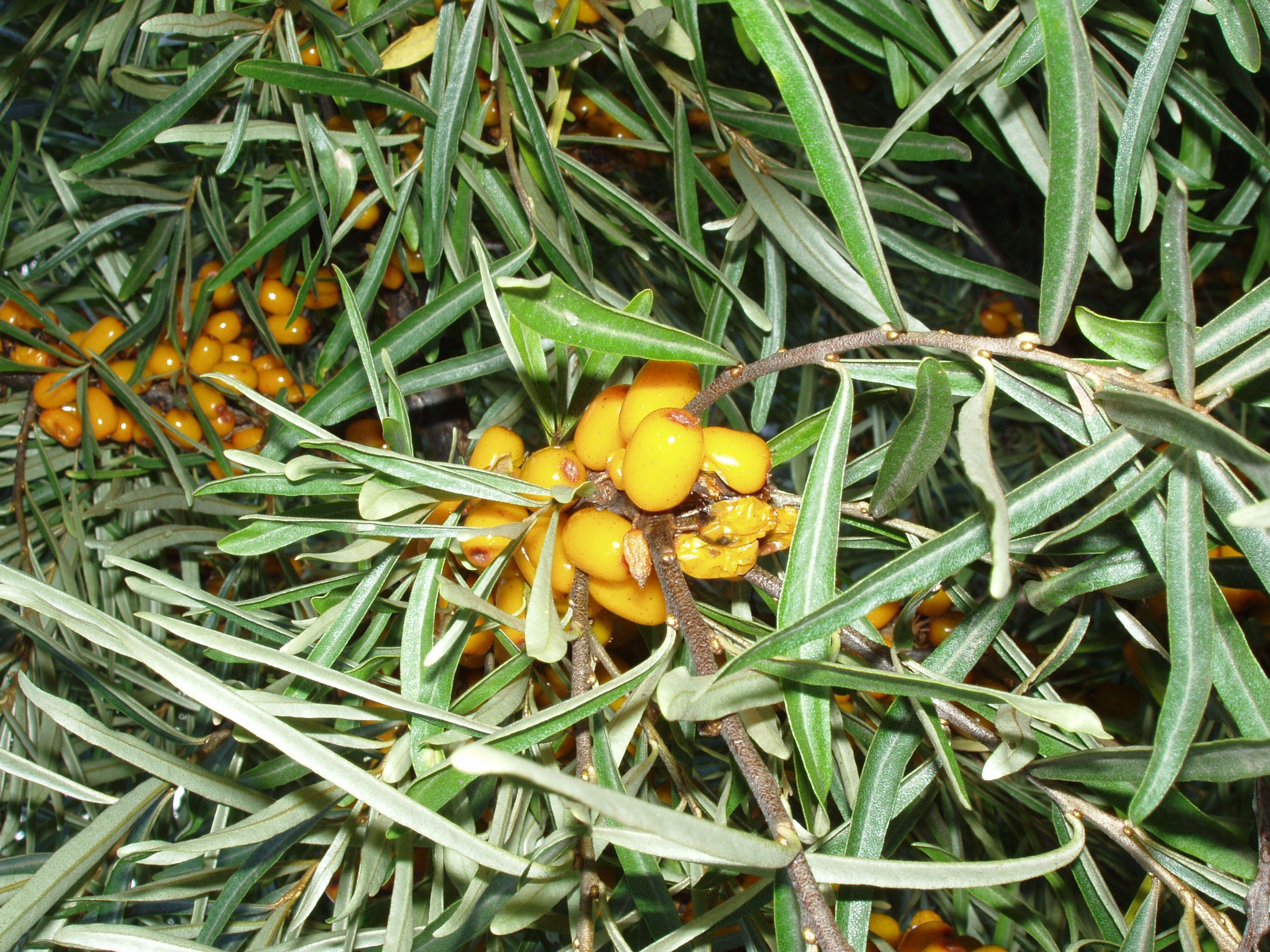 Дача 20.08.2005. Семейный, Свадебный фотограф СПБ Питер— Романова Екатерина