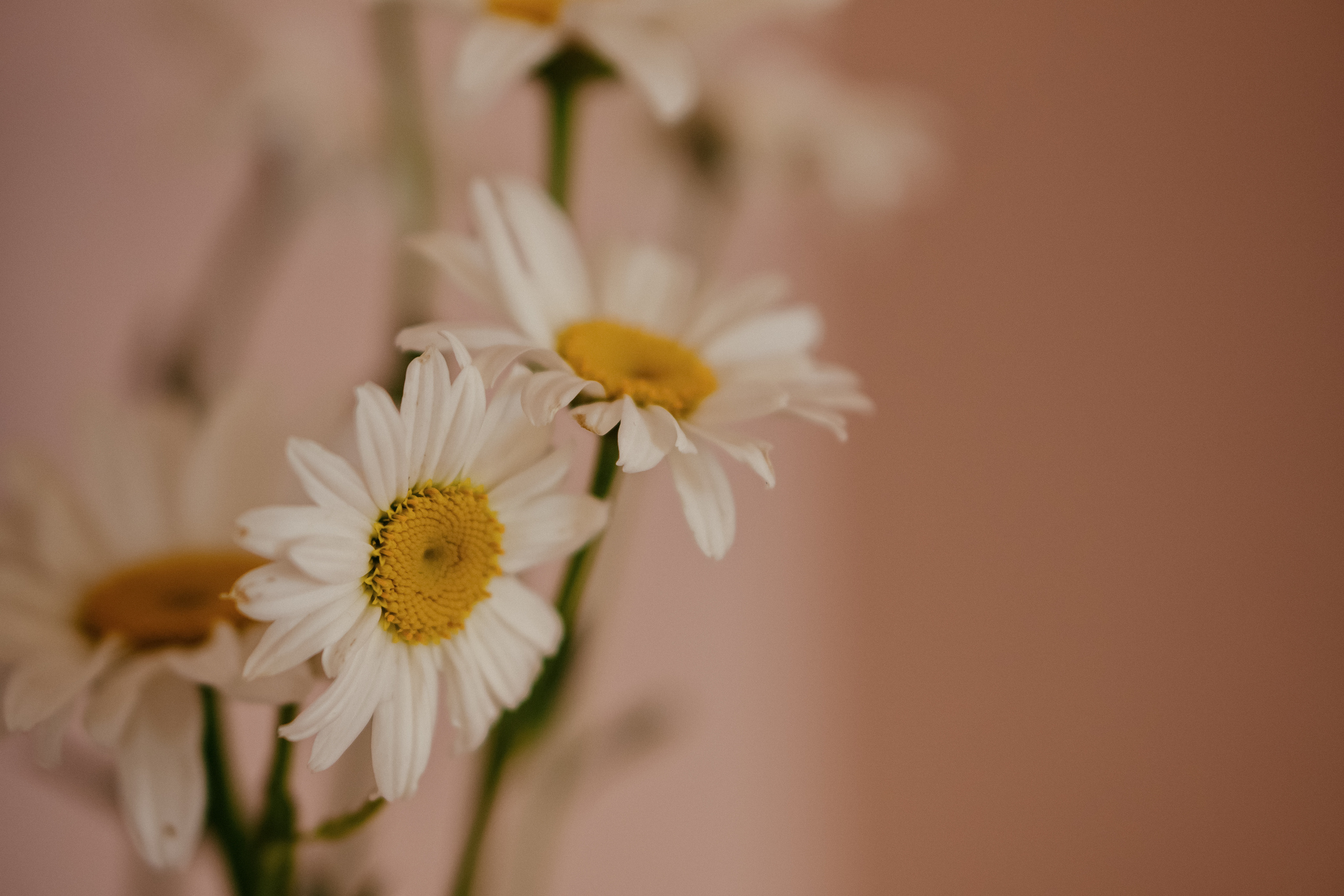 Миша и Маша. Свадебный фотограф в Москве