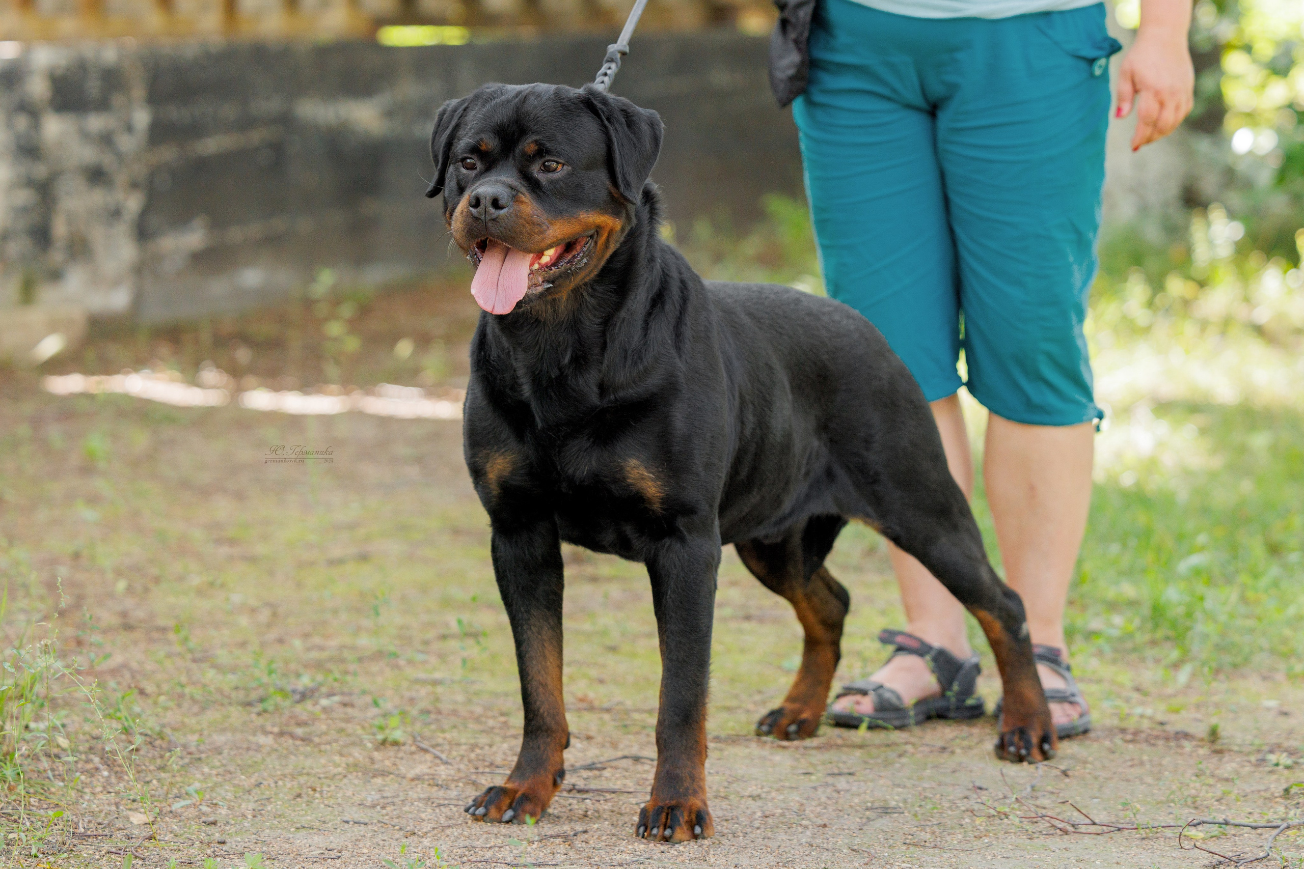 Астана 2хCACIB 17-18.08.2024. Фотограф-анималист Юлия Германика
