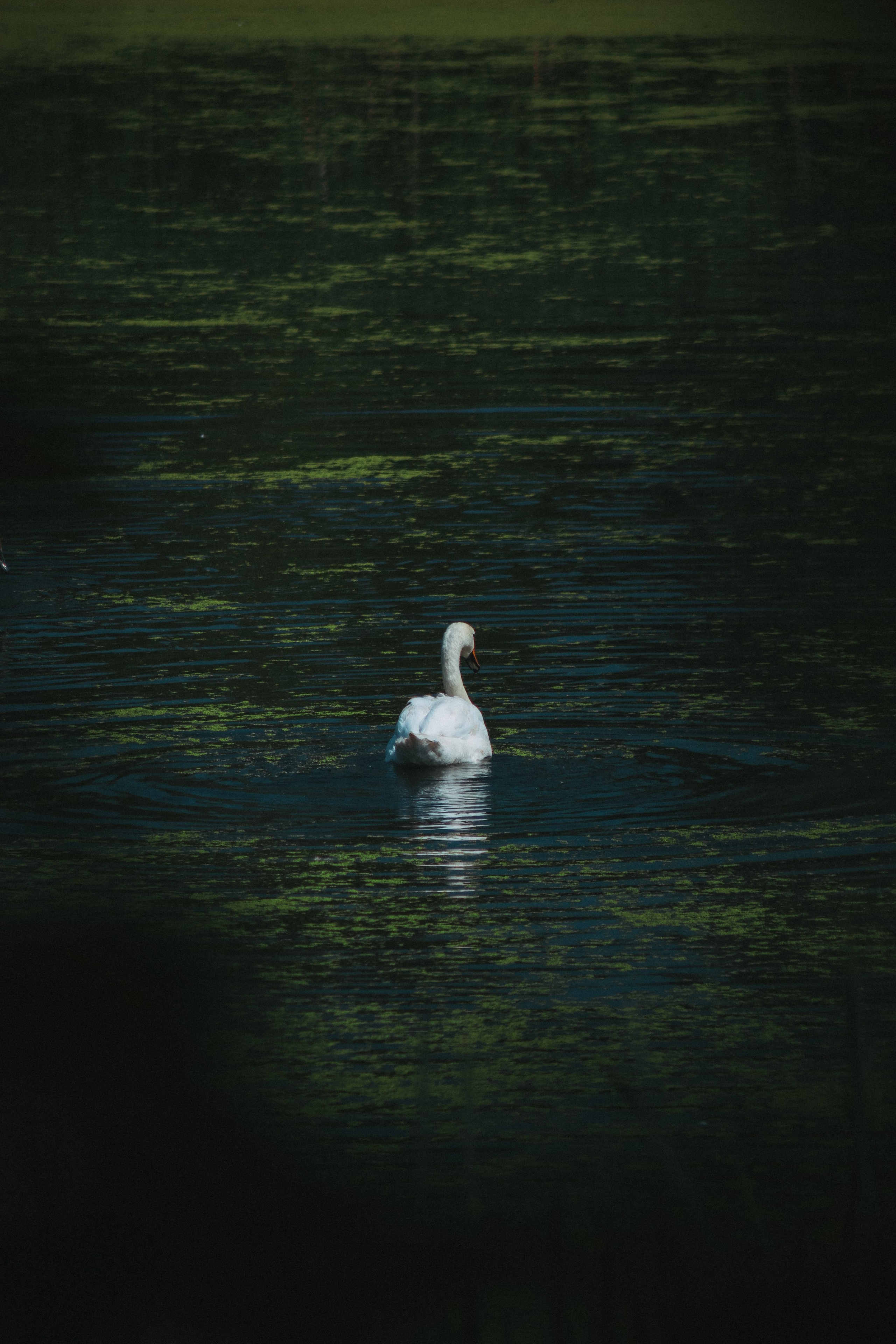 Р А З Н А Я — Ж И В Н О С Т Ь. — Digital Noise —