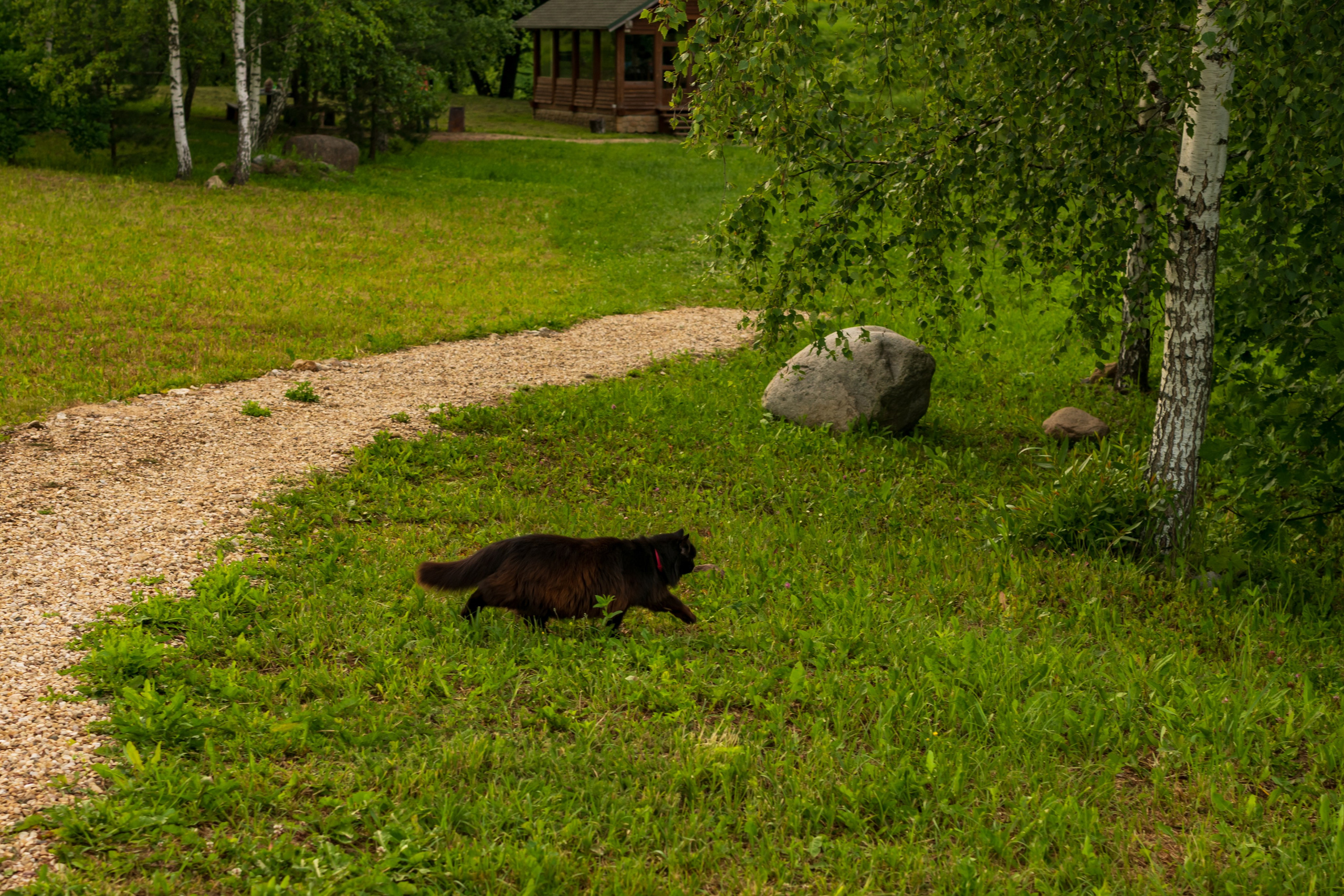 Котэ по делам