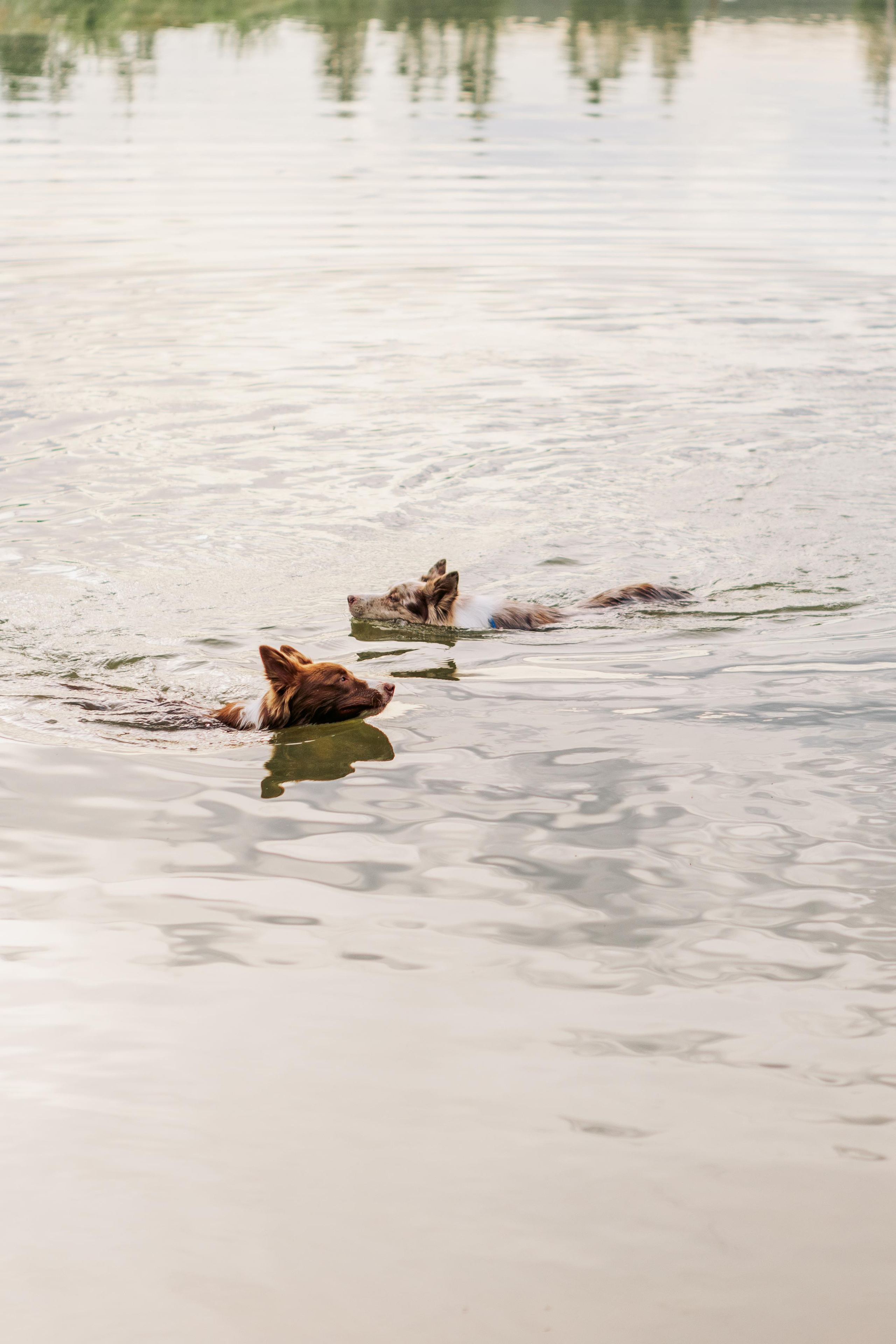 Алёна, Бейлис и Грэгори. Фотограф Анна Луценко Москва