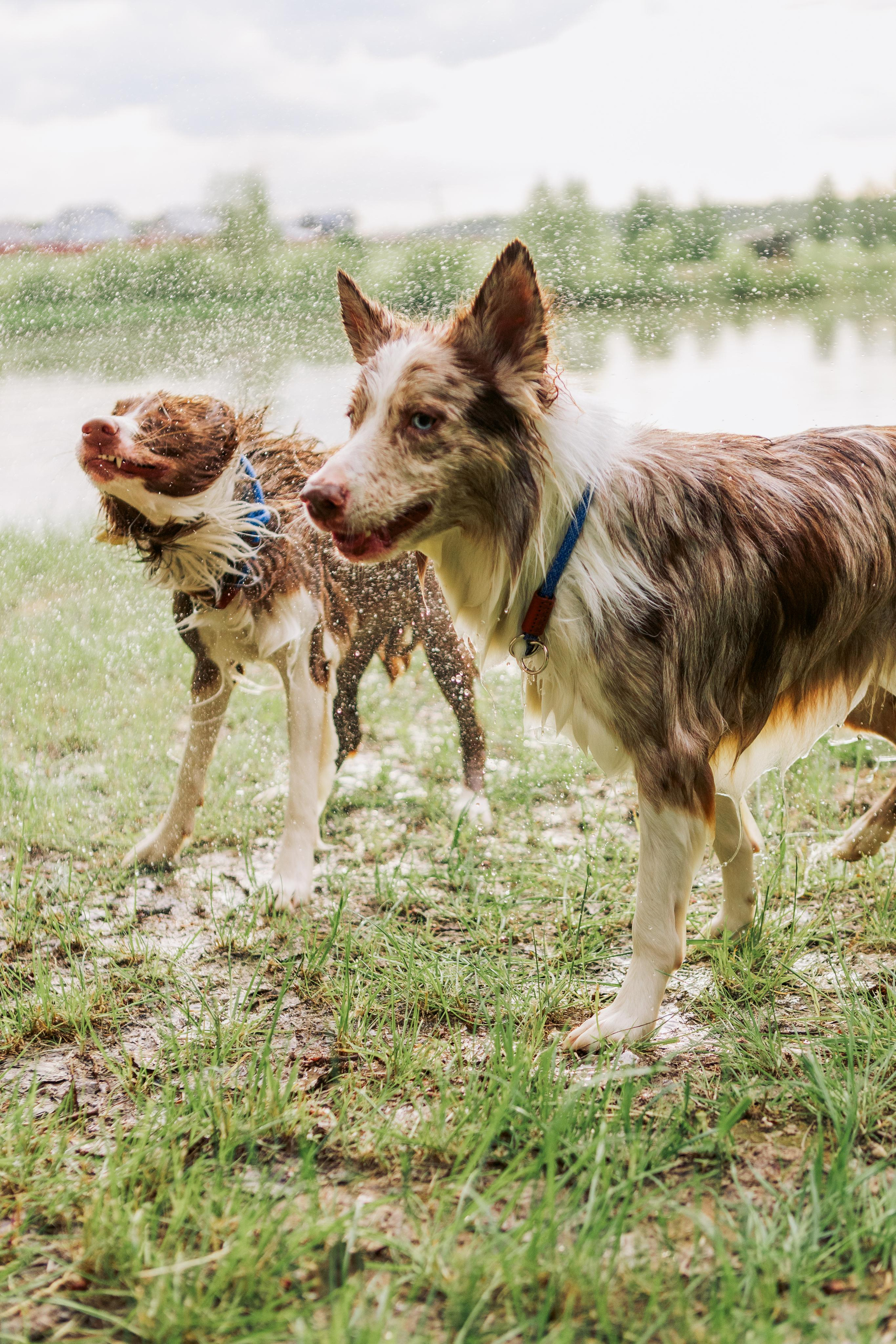 Алёна, Бейлис и Грэгори. Фотограф Анна Луценко Москва