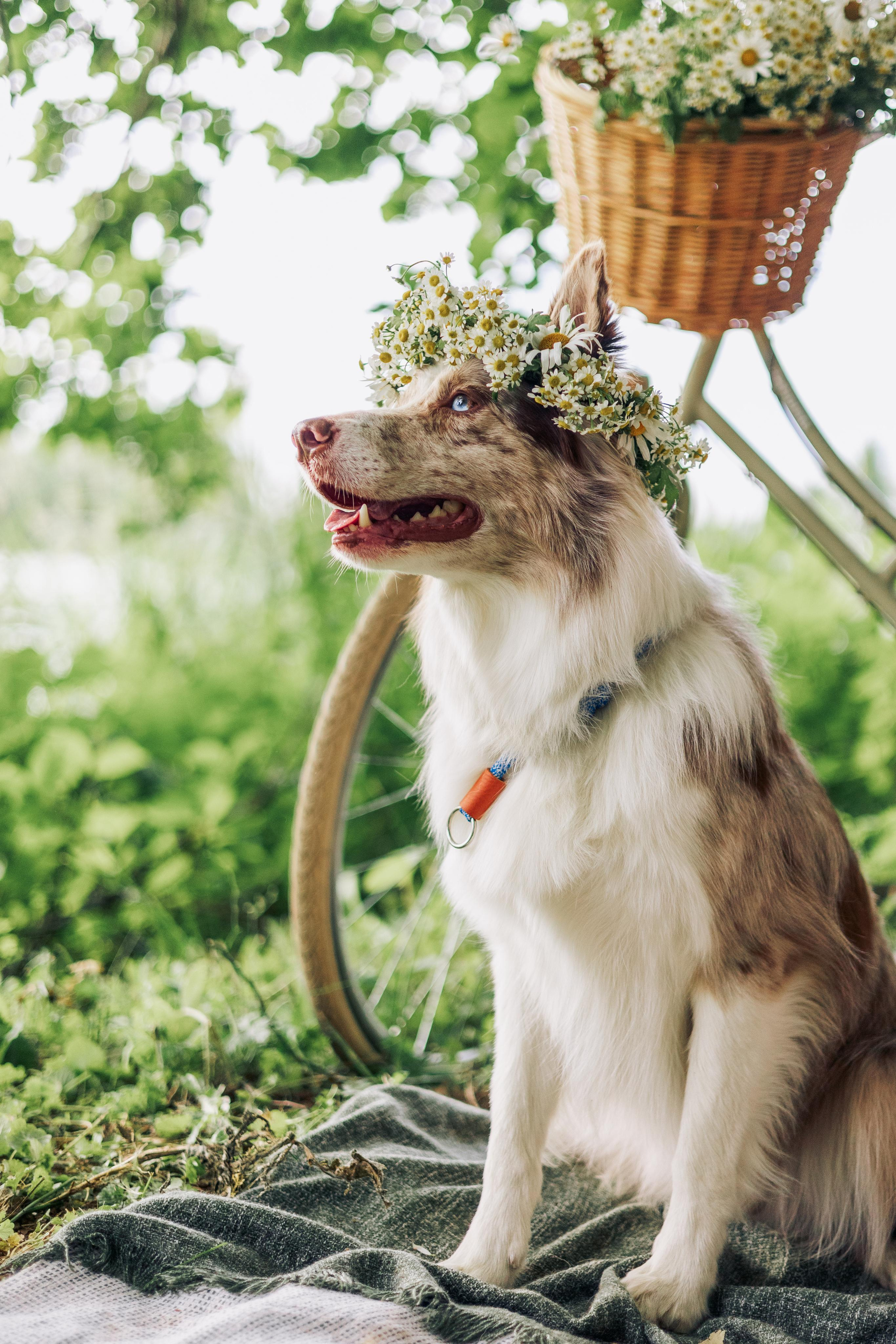 Алёна, Бейлис и Грэгори. Фотограф Анна Луценко Москва