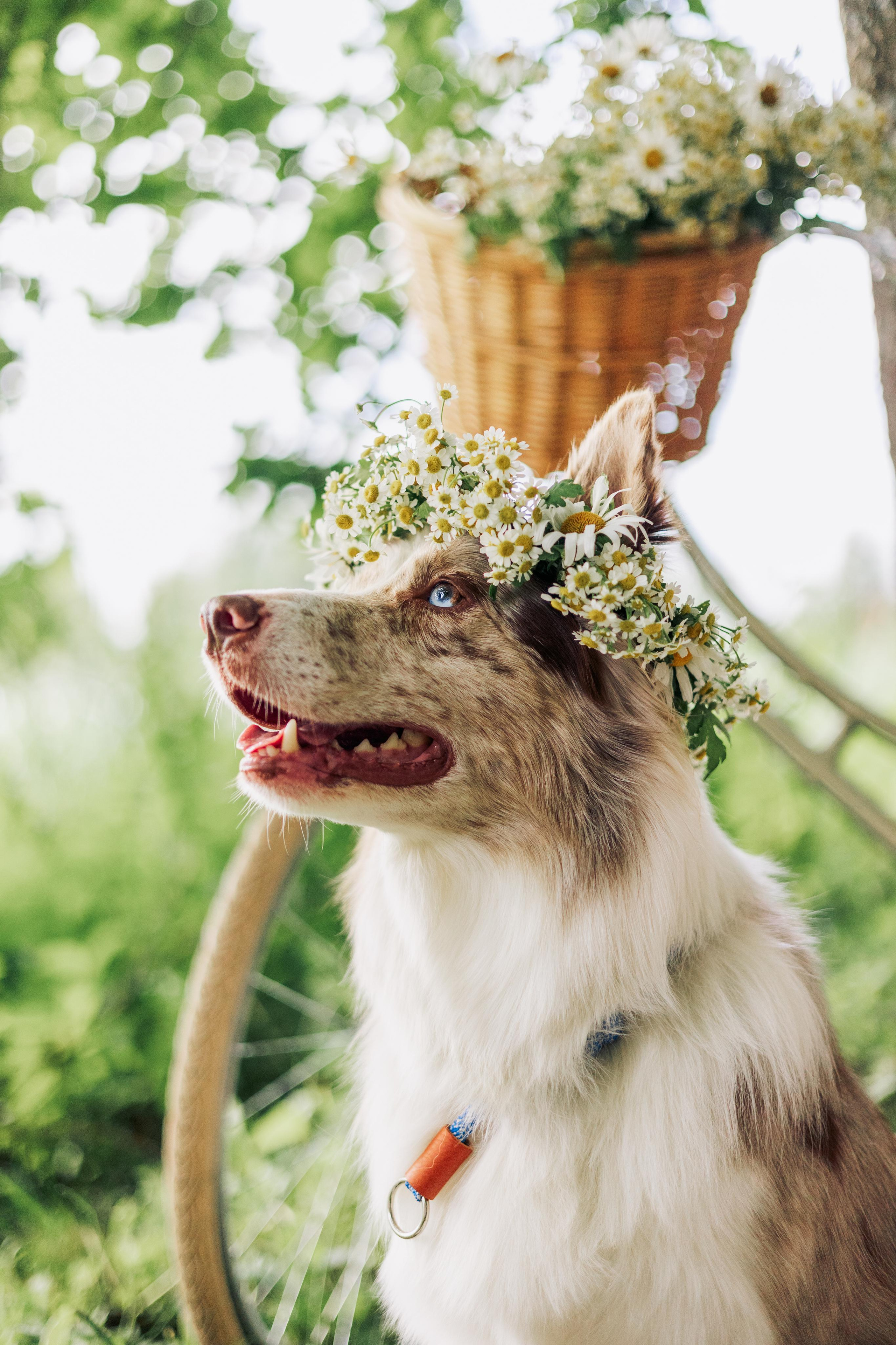 Алёна, Бейлис и Грэгори. Фотограф Анна Луценко Москва