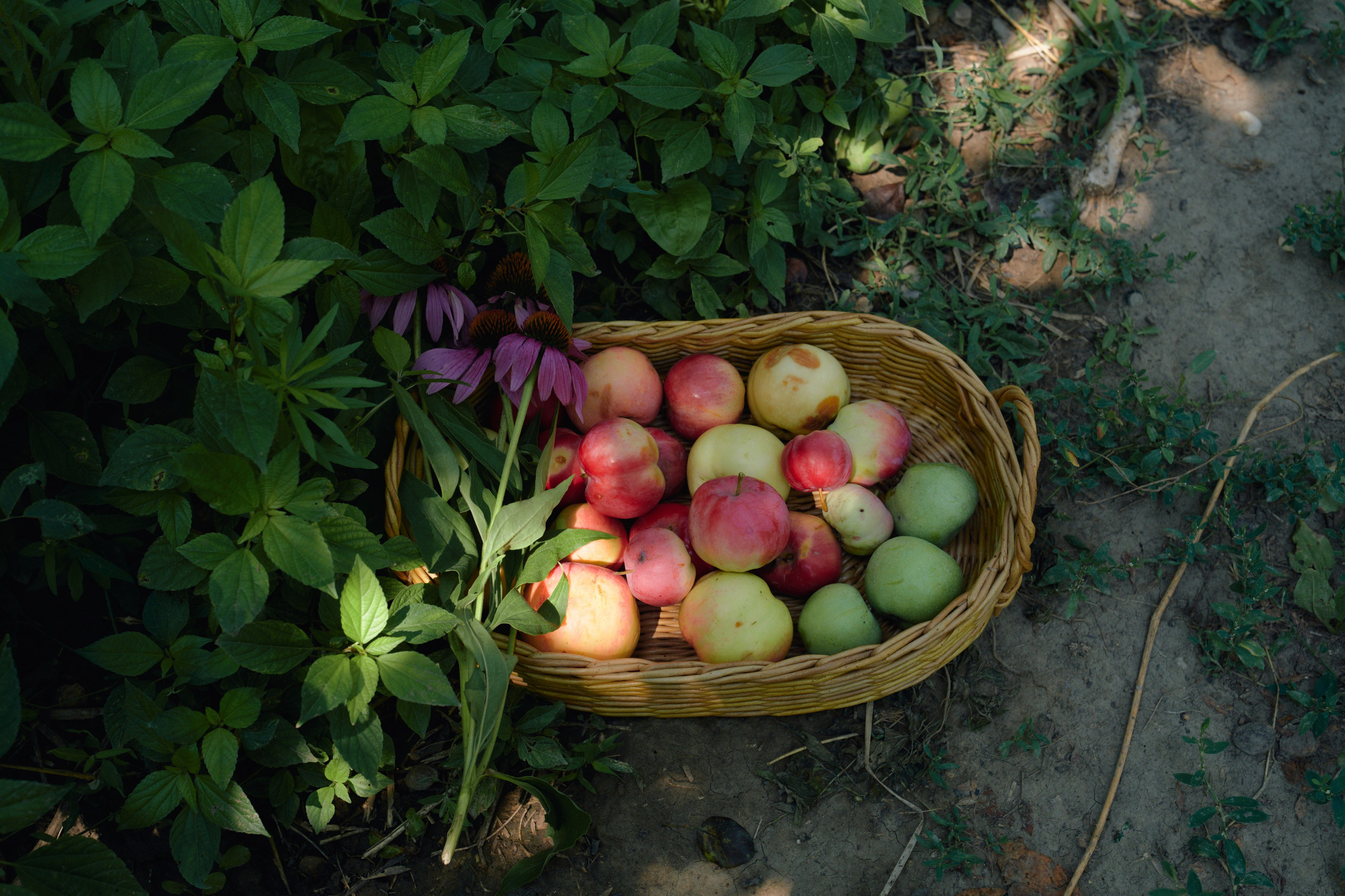 А не пойти ли нам в сад…. Фотограф lifestyle, фотографирую жизнь, эмоции, красоту. Волгоград