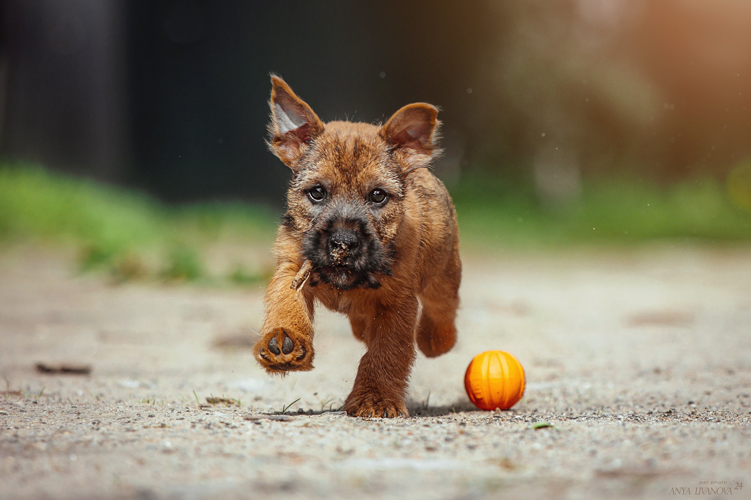 Норвичи. Фотограф анималист Аня Ливанова | Рыбинск