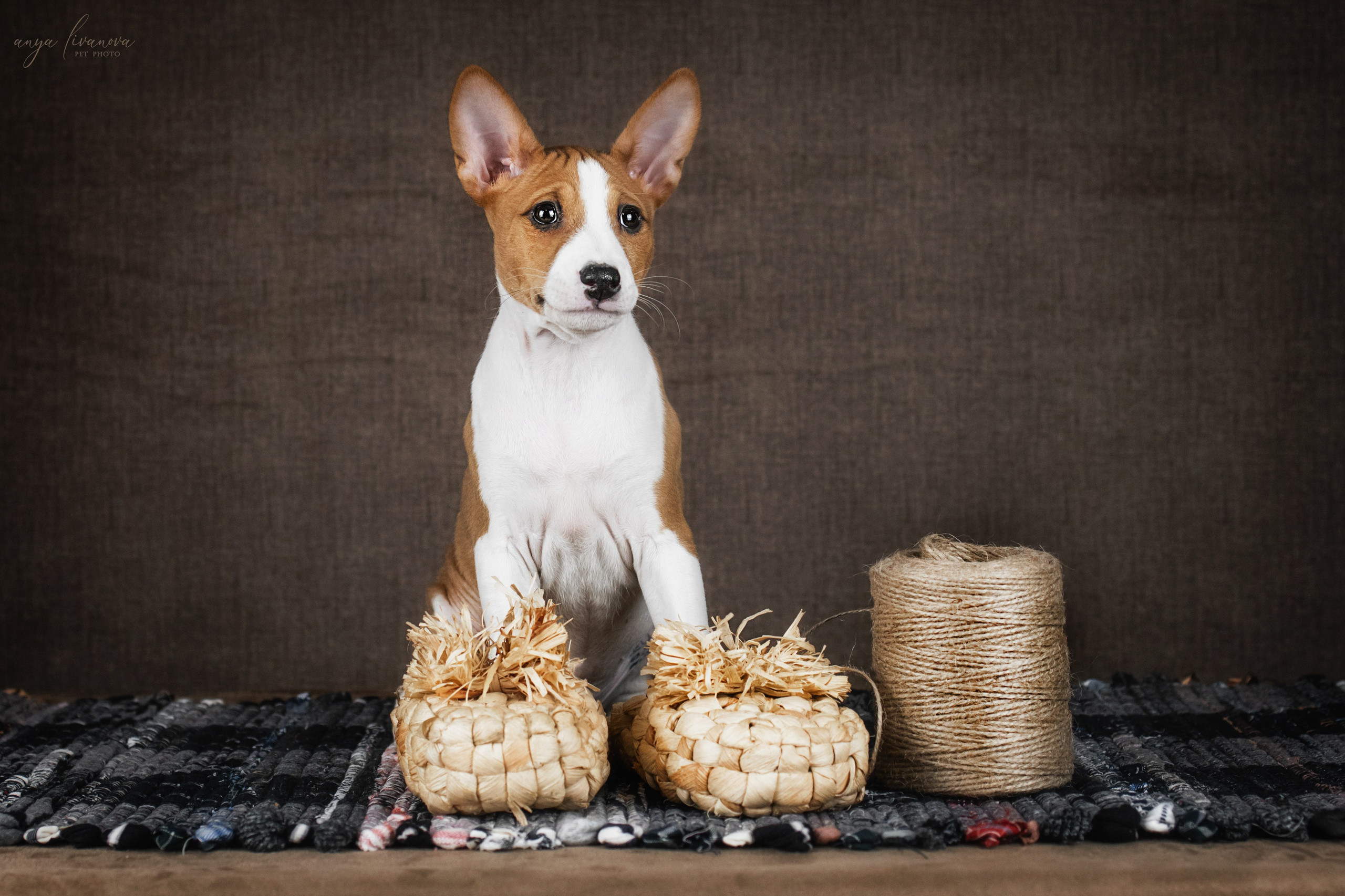 Басенджи. Фотограф анималист Аня Ливанова | Рыбинск