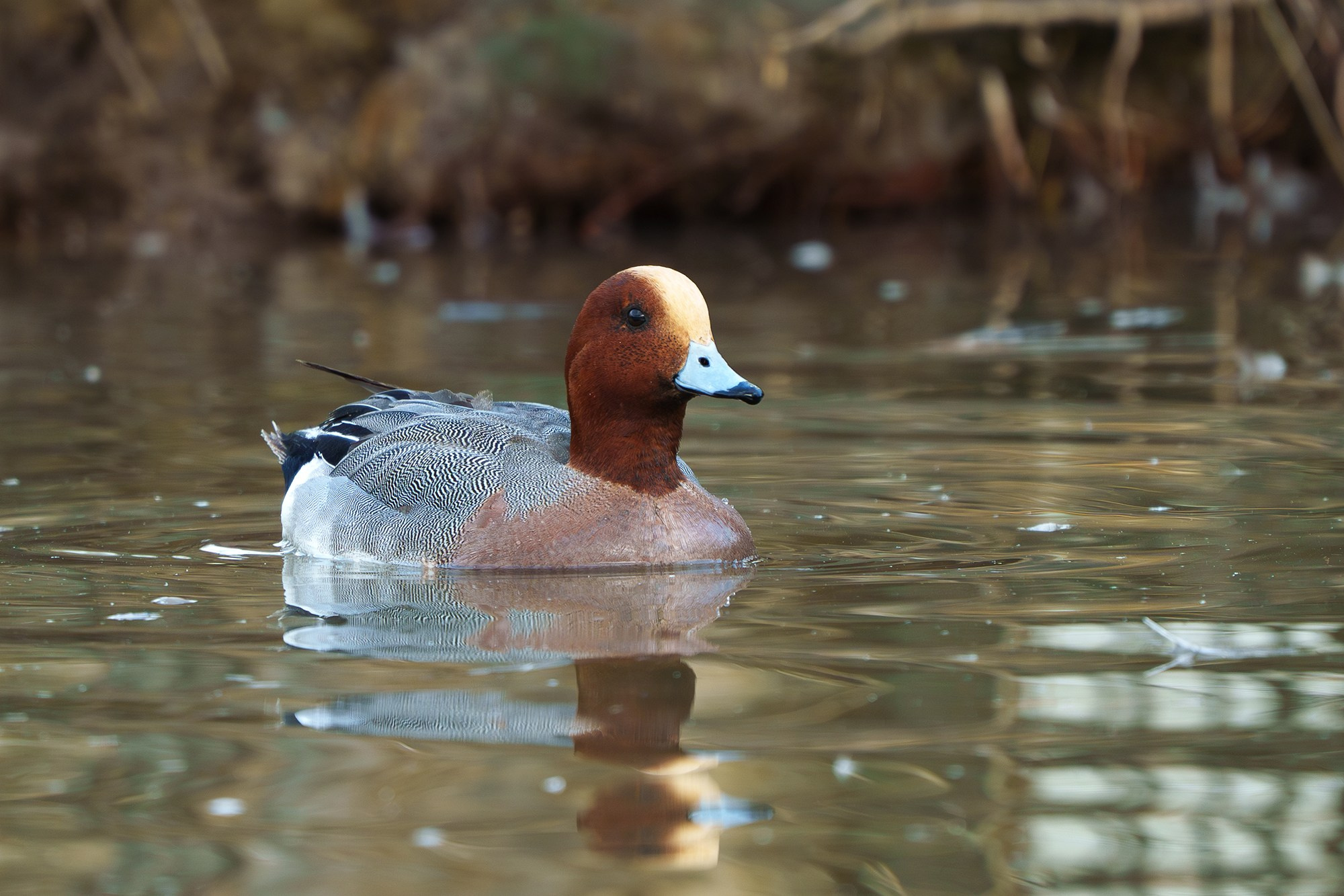 Удивительные мир птиц. Вокруг нас столько прекрасного — присмотритесь!. Ваш личный фотограф Марина Волкова