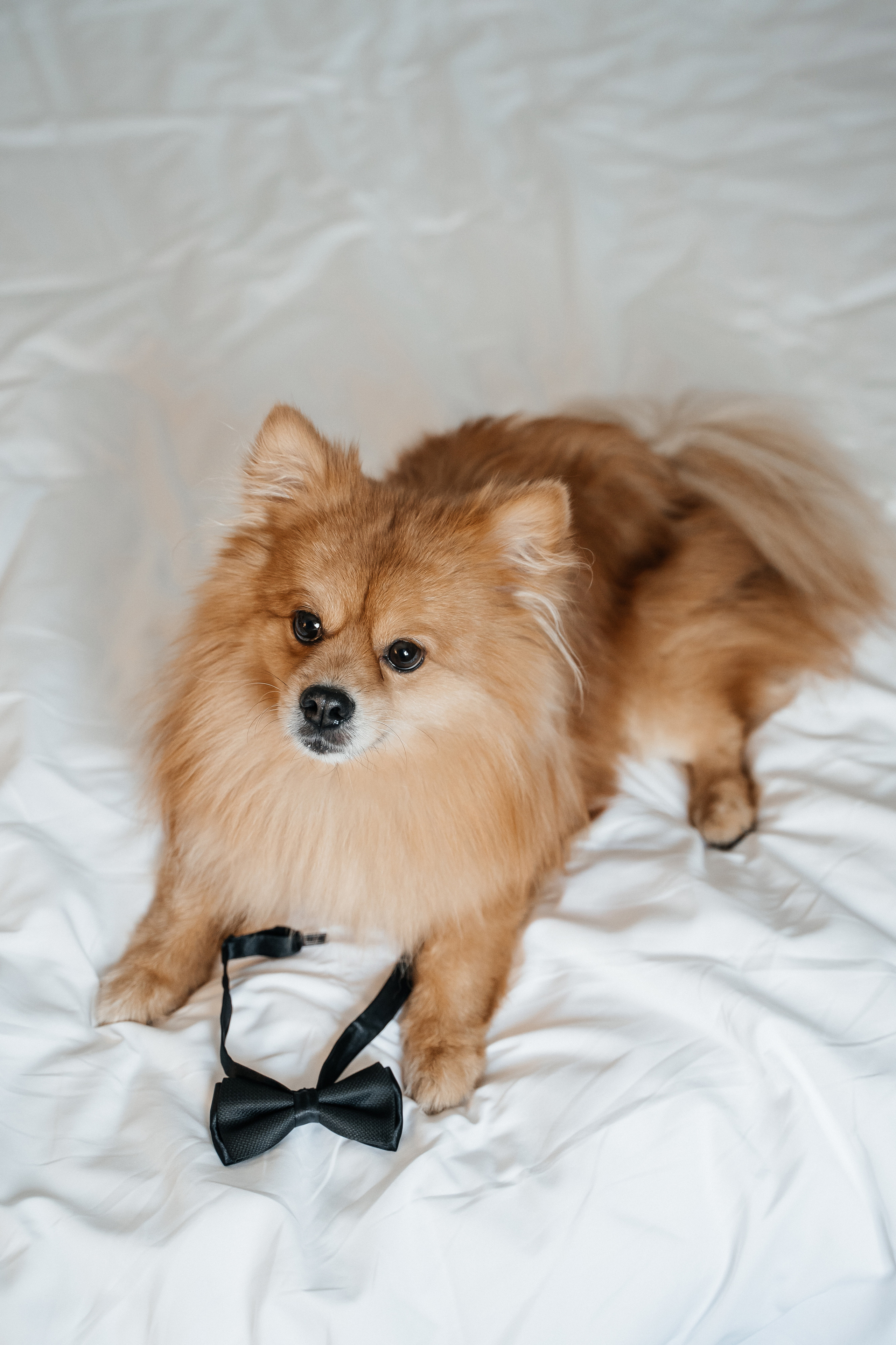 Свадьбы. Свадебный фотограф в Краснодаре