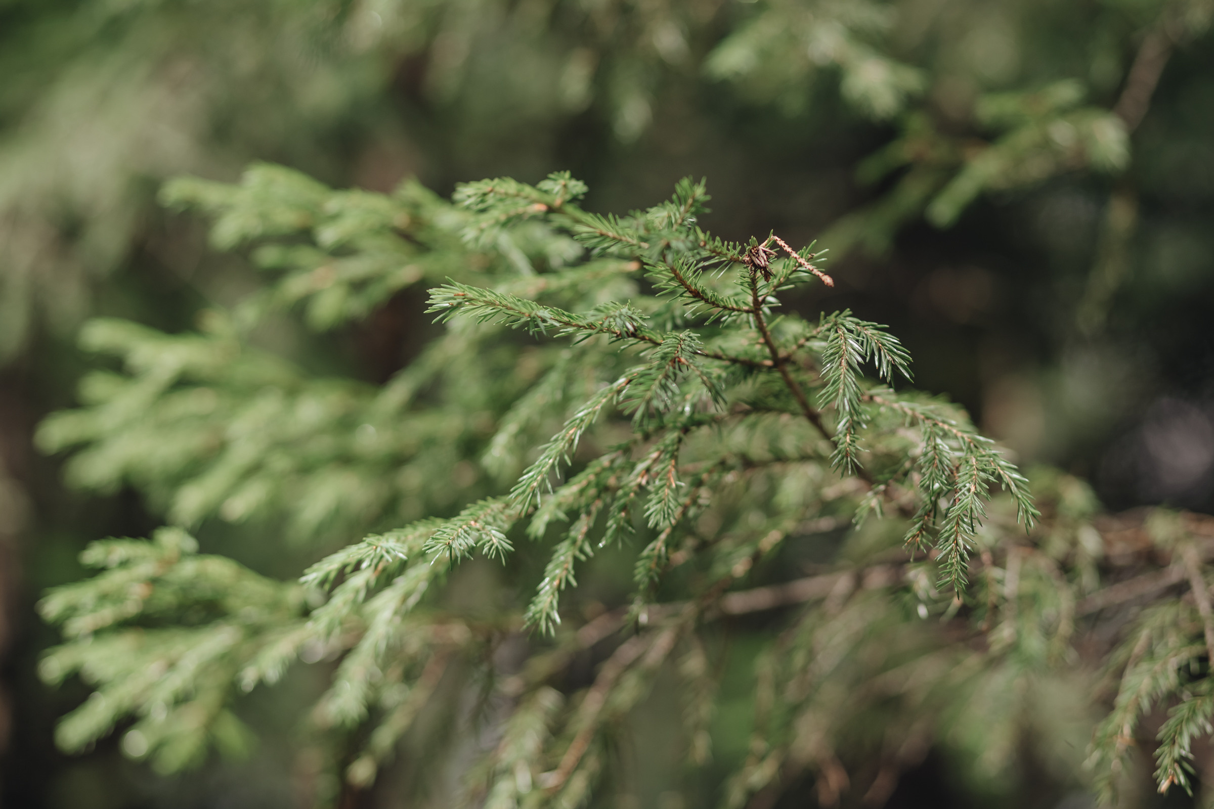 Alena & Grisha. Фотограф Нижний Тагил Лилия Савина