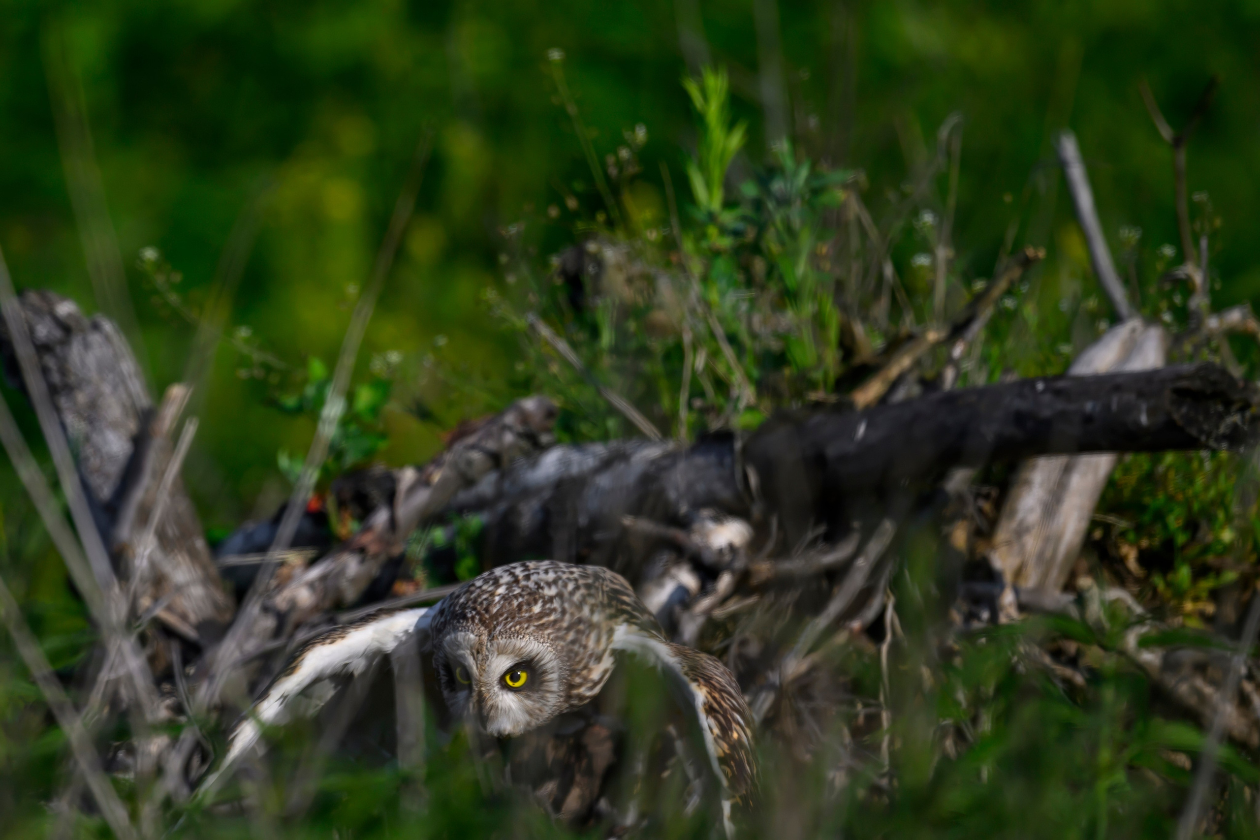 Совы и веретенники. Фотограф Сергей Пупонин