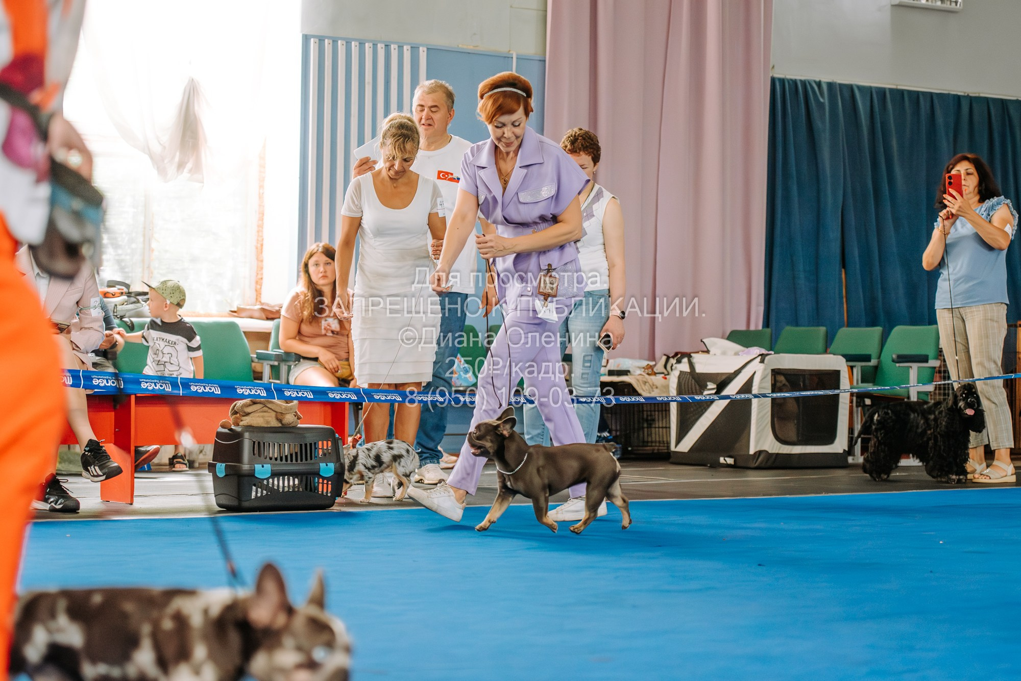 Национальная выставка собак всех пород ранга САС-IKU «Кубок Красноярск. Фотограф Диана Оленина Красноярск / Братск