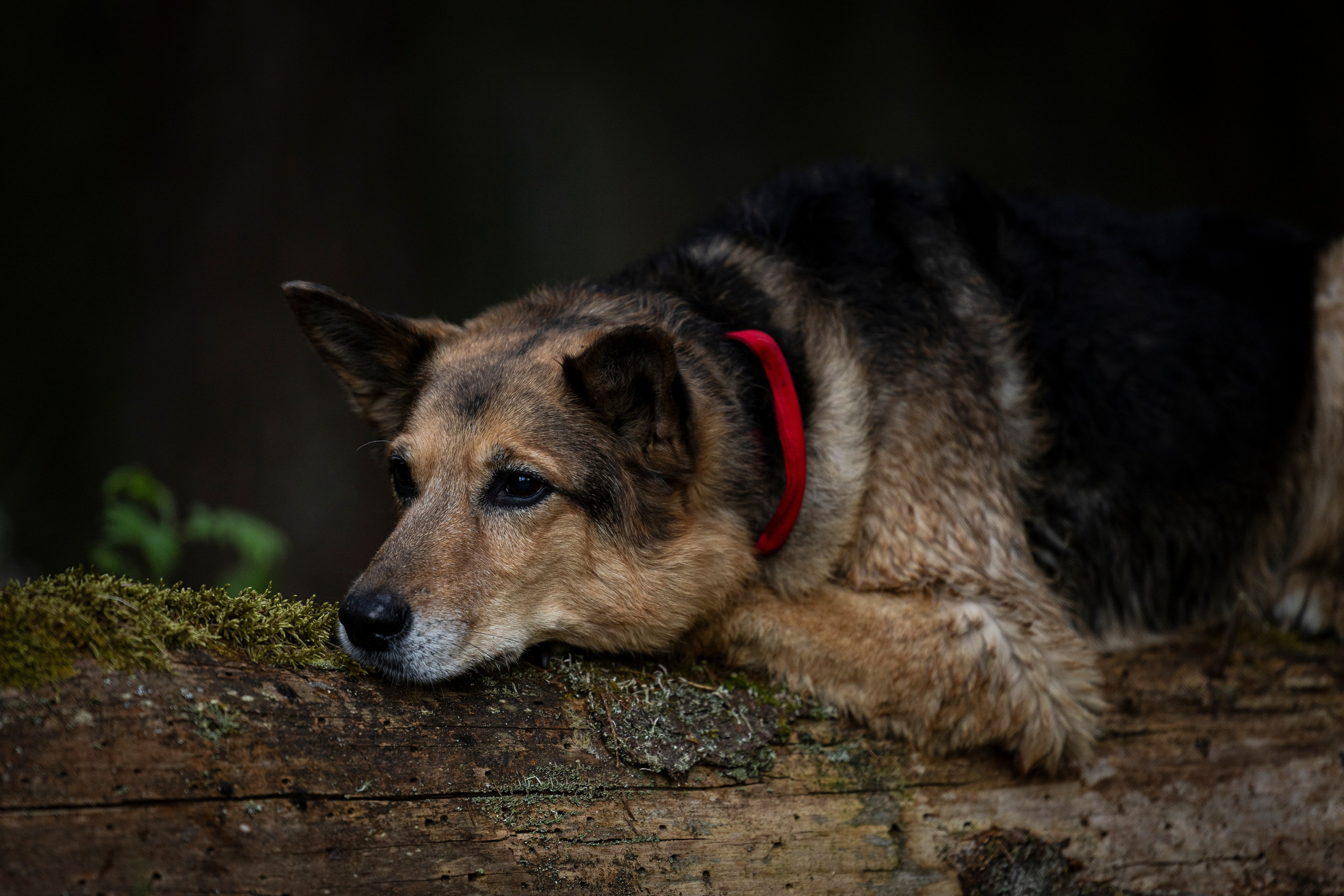 Ричард залив. Фотограф-анималист Анна Маринич