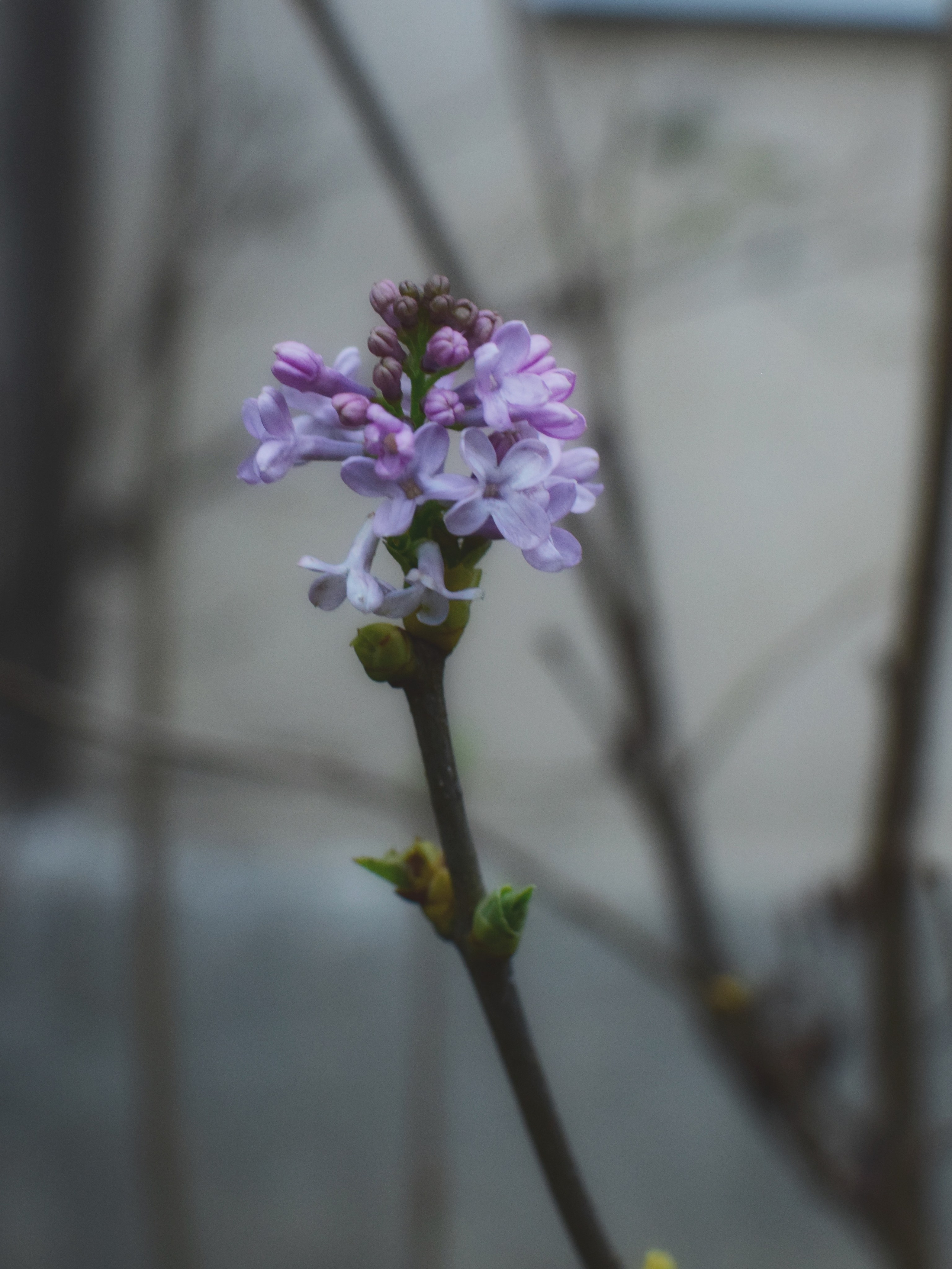 Ботаника. Фотограф • Елена Миронова